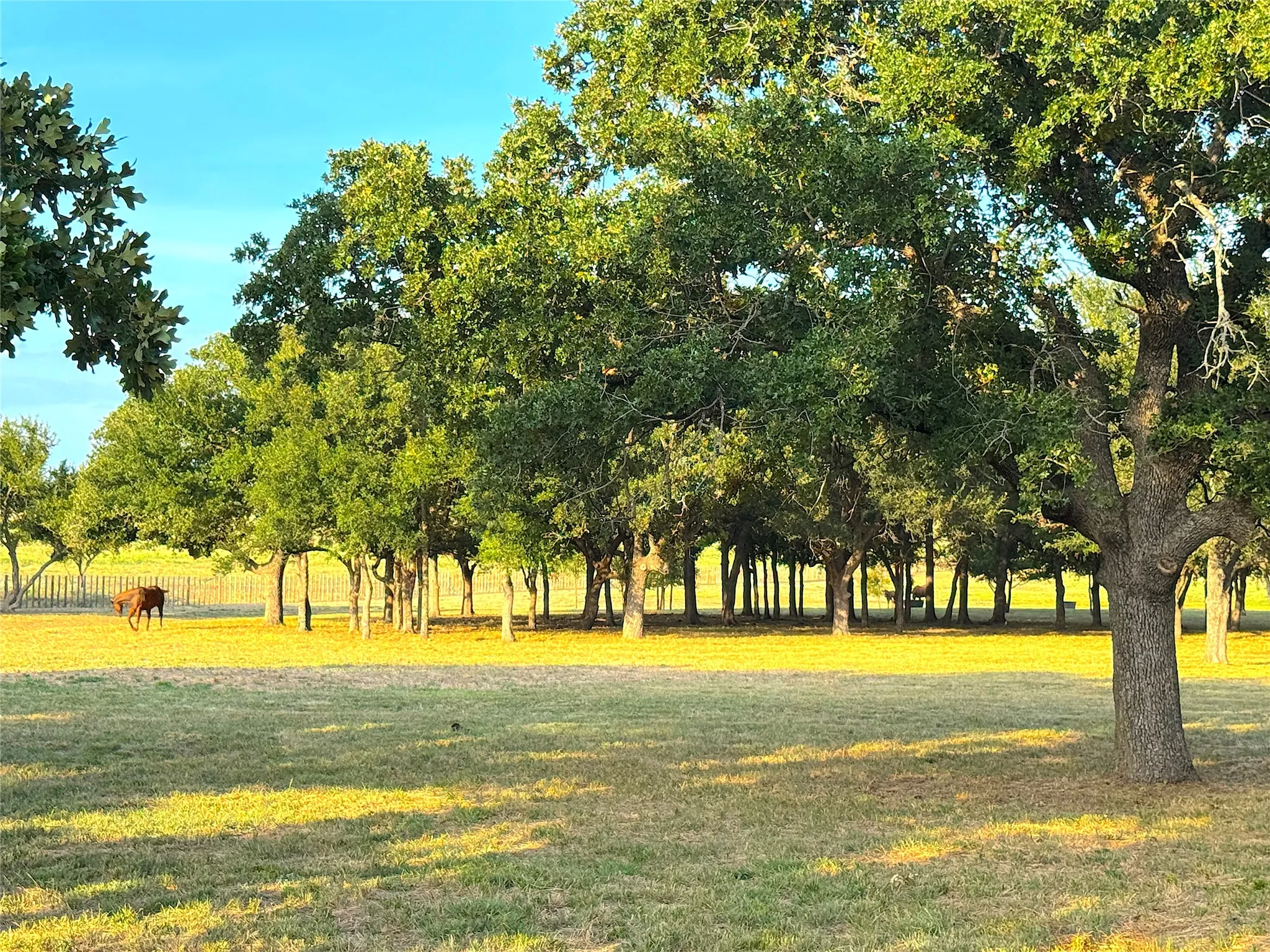Ranch For Sale in Palo Pinto County , 10670 N Highway 281, Perrin, Texas 76486, 0, 0, Garage spaces, 0 Sqft, built in 0, Price $1,200,000, mls#21341534, Real Estate Agent in Perrin, Homes For Sale in Palo Pinto county, Homes For Sale in Perrin, Realtor in Perrin Texas, Real Estate Brokerage Independent Realty Texas, Luminita Cordes Realtor