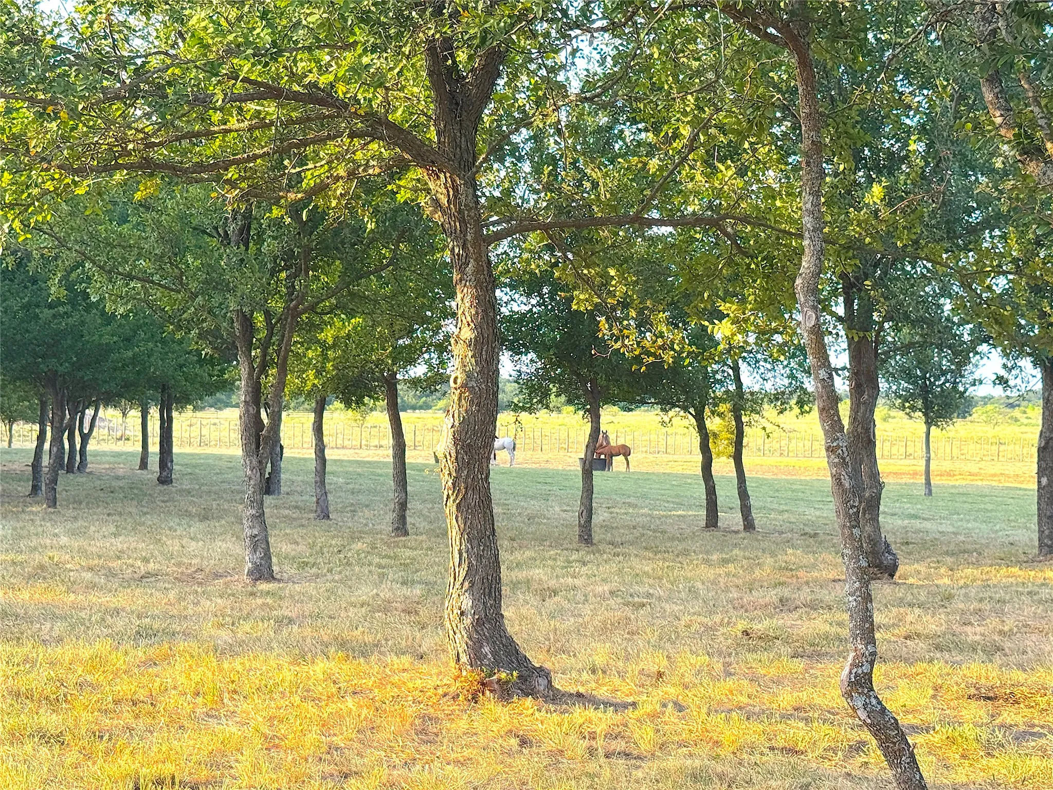 Ranch For Sale in Palo Pinto County , 10670 N Highway 281, Perrin, Texas 76486, 0, 0, Garage spaces, 0 Sqft, built in 0, Price $1,200,000, mls#21341534, Real Estate Agent in Perrin, Homes For Sale in Palo Pinto county, Homes For Sale in Perrin, Realtor in Perrin Texas, Real Estate Brokerage Independent Realty Texas, Luminita Cordes Realtor