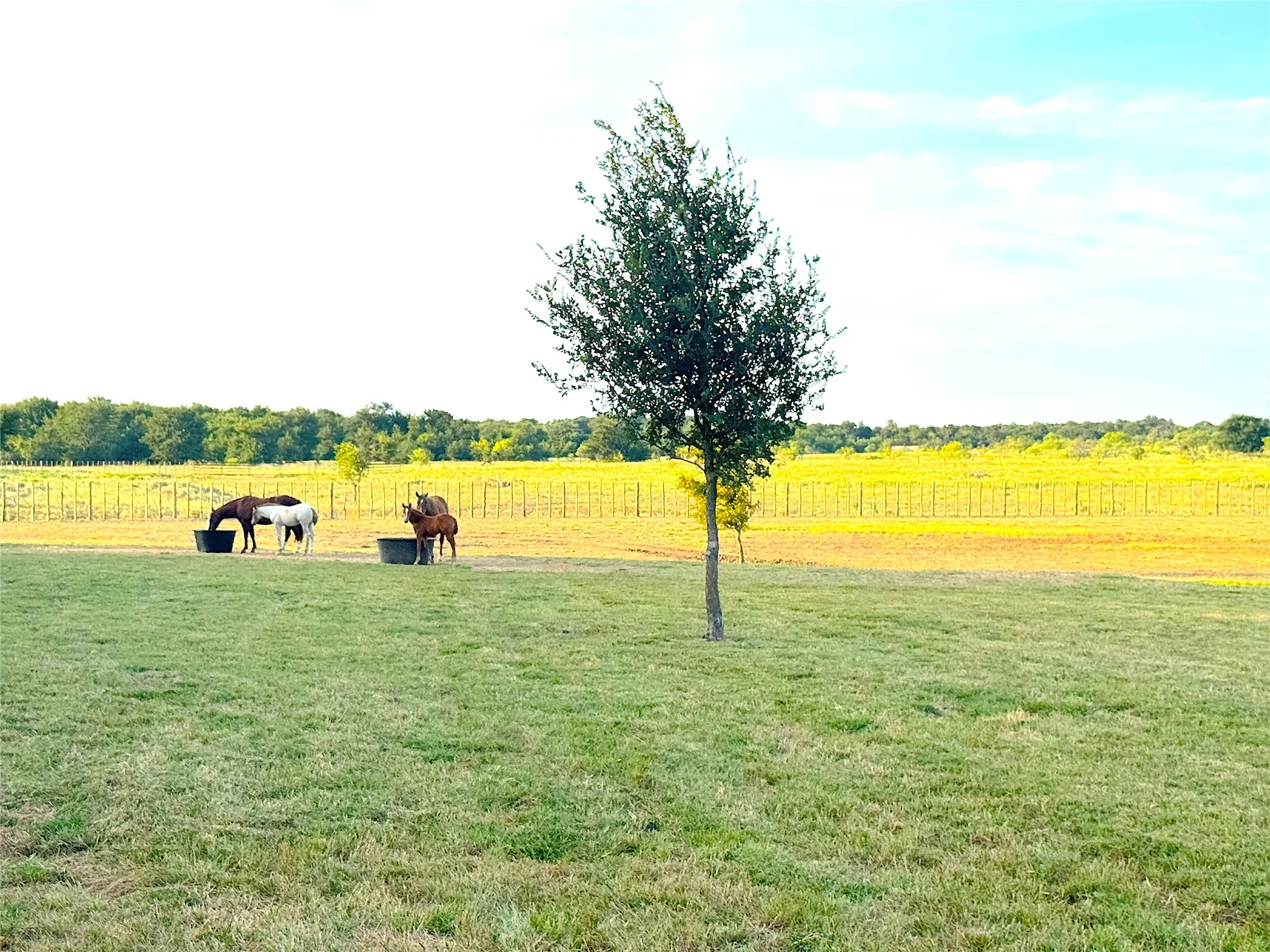 Ranch For Sale in Palo Pinto County , 10670 N Highway 281, Perrin, Texas 76486, 0, 0, Garage spaces, 0 Sqft, built in 0, Price $1,200,000, mls#21341534, Real Estate Agent in Perrin, Homes For Sale in Palo Pinto county, Homes For Sale in Perrin, Realtor in Perrin Texas, Real Estate Brokerage Independent Realty Texas, Luminita Cordes Realtor