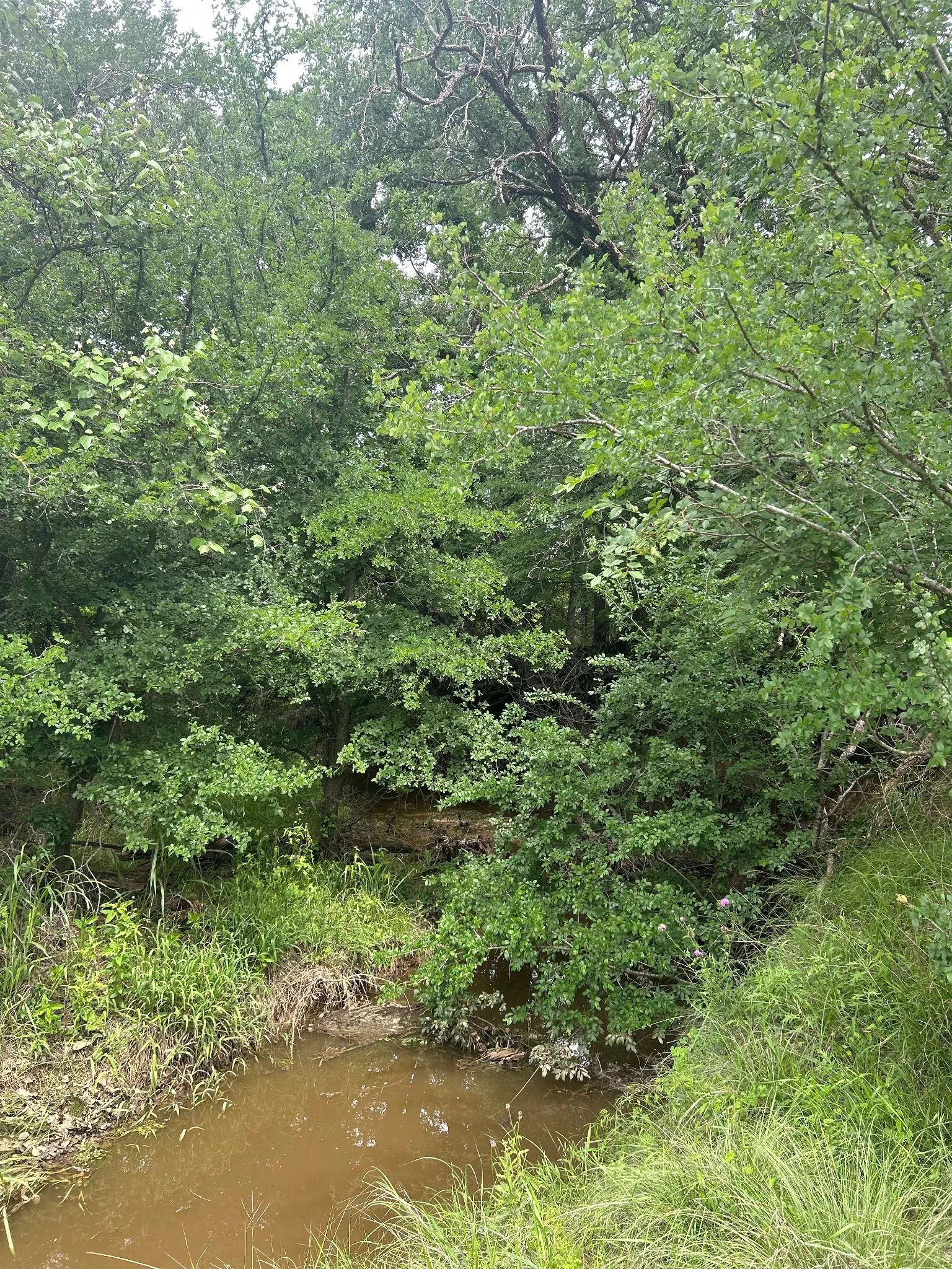 Creek 2