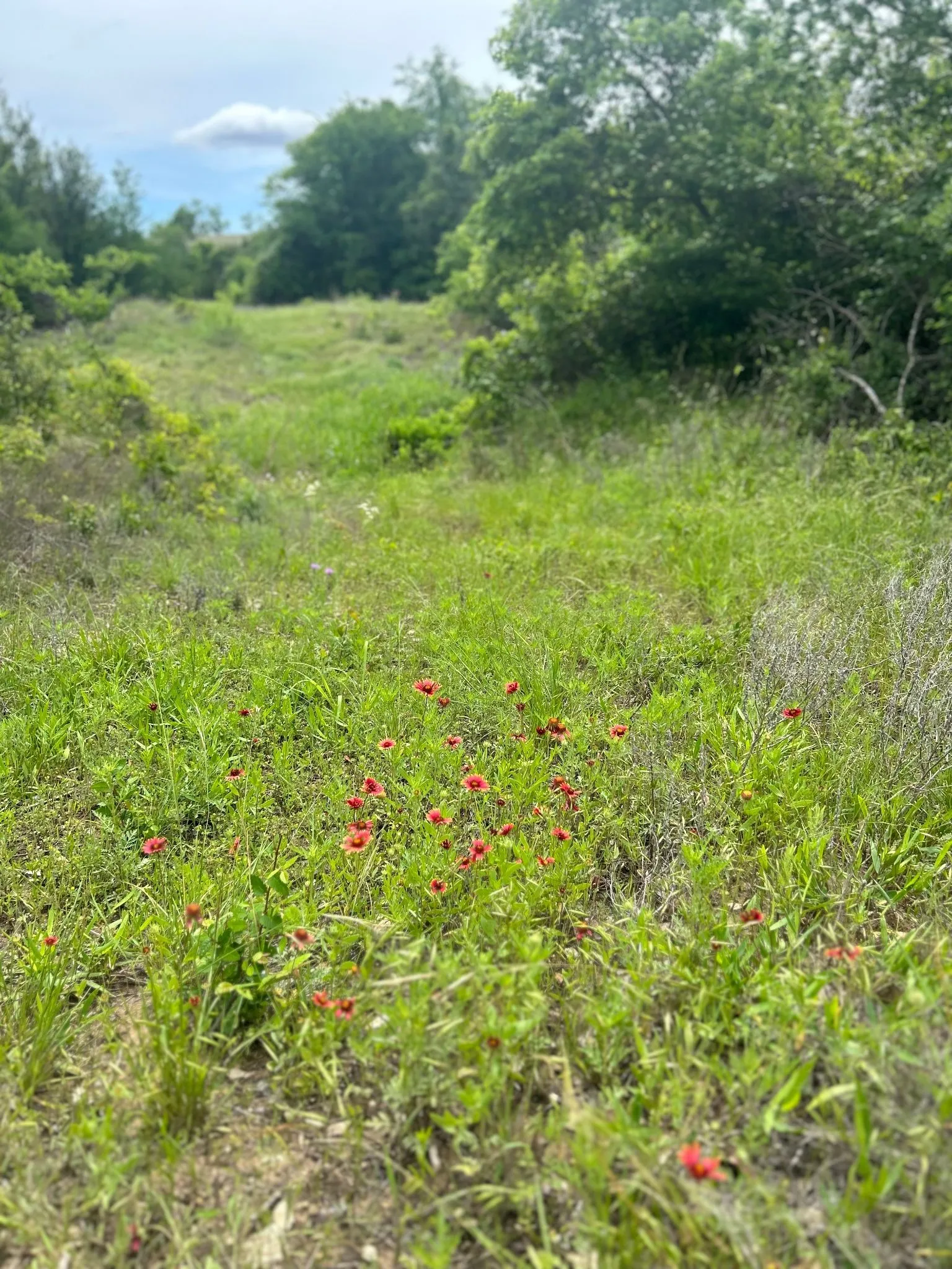 Unimproved Land For Sale in Erath County , TBD Round Up Court, Stephenville, Texas 76401, 0, 0, Garage spaces, 0 Sqft, built in 0, mls#21339683, Real Estate Agent in Stephenville, Homes For Sale in Erath county, Homes For Sale in Stephenville, Realtor in Stephenville Texas, Real Estate Brokerage Independent Realty Texas, Luminita Cordes Realtor