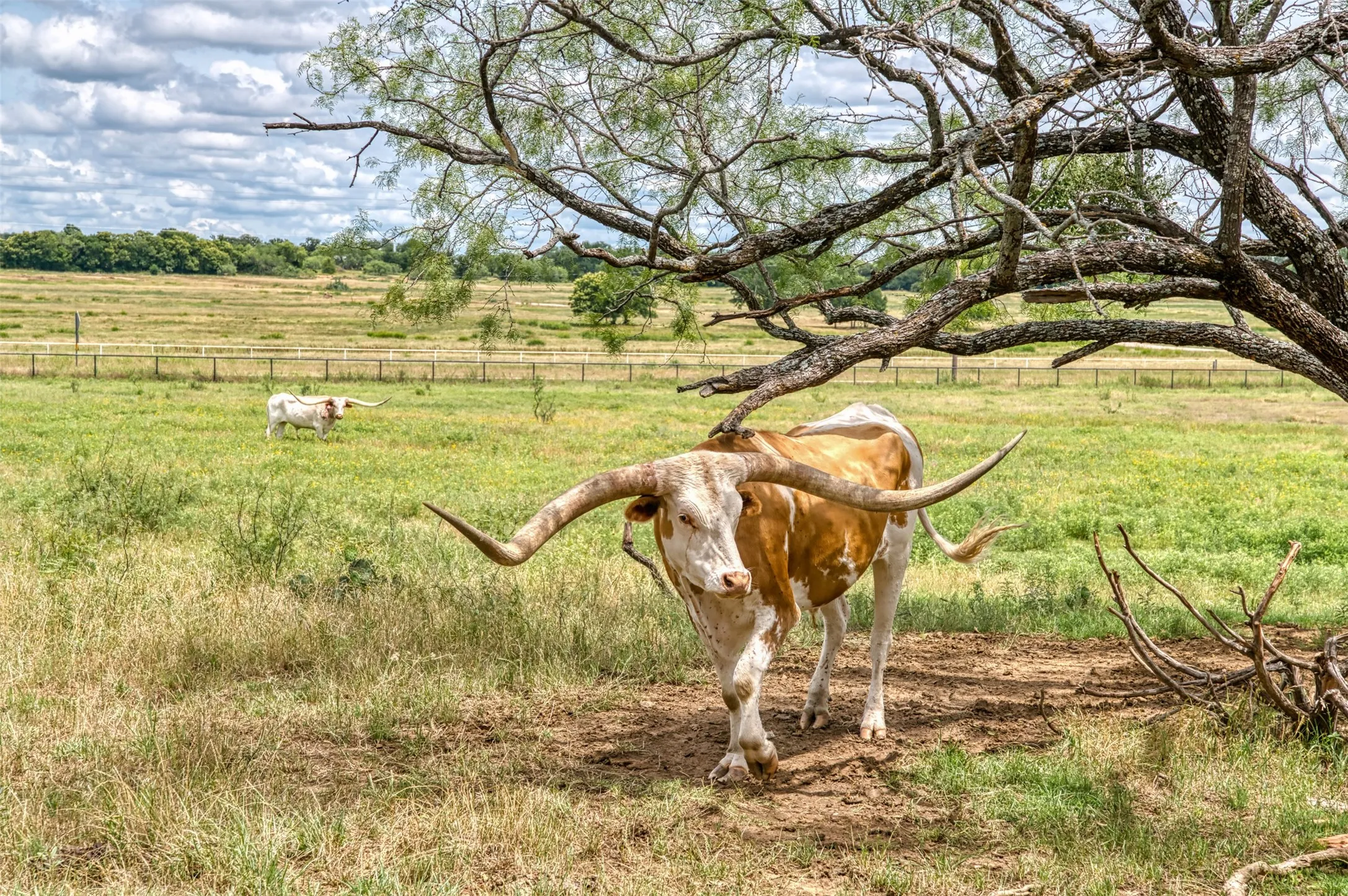 Front acreage/pasture  and is cross-fenced. Juice and Pop can confirm this is a wonderful place to live.
