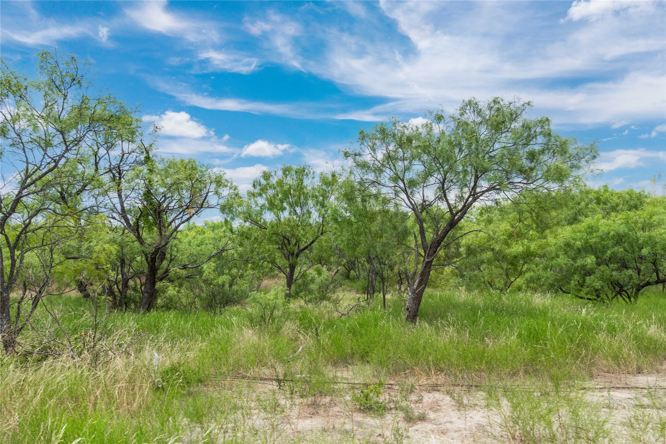Expansive natural landscape featuring lush green foliage and mature trees, set against a vibrant blue sky with scattered clouds