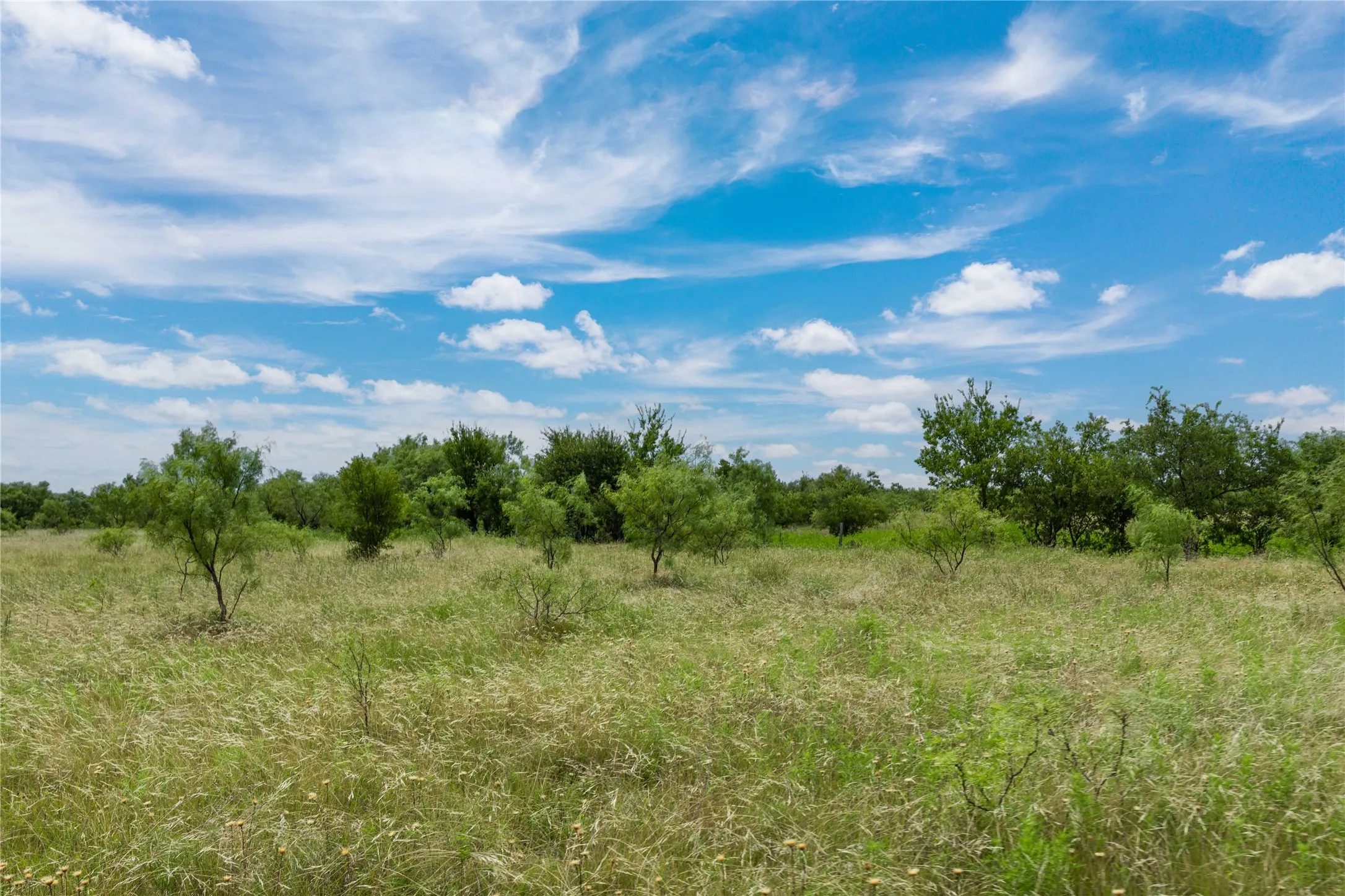 Expansive undeveloped land featuring mature trees and natural vegetation under a clear blue sky
