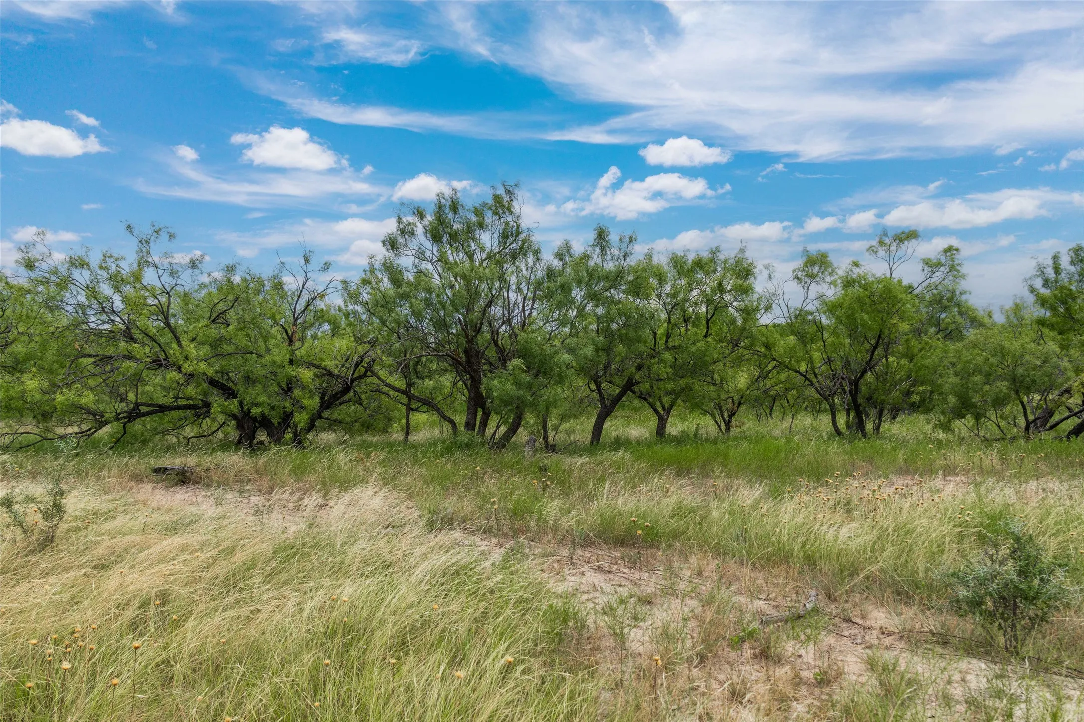 Expansive natural landscape featuring lush green foliage and mature trees under a clear sky