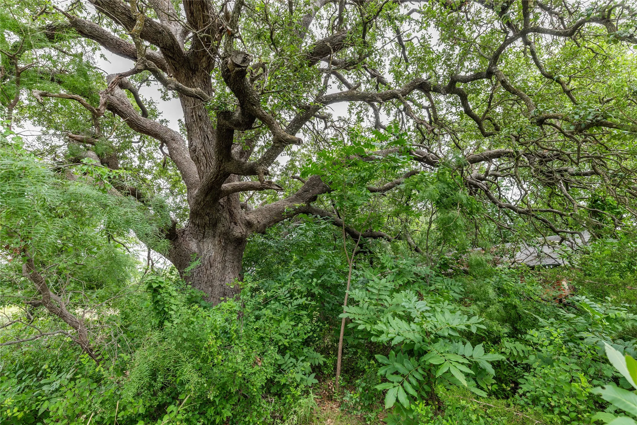 Mature tree with a substantial trunk and extensive canopy foliage, surrounded by lush green undergrowth
