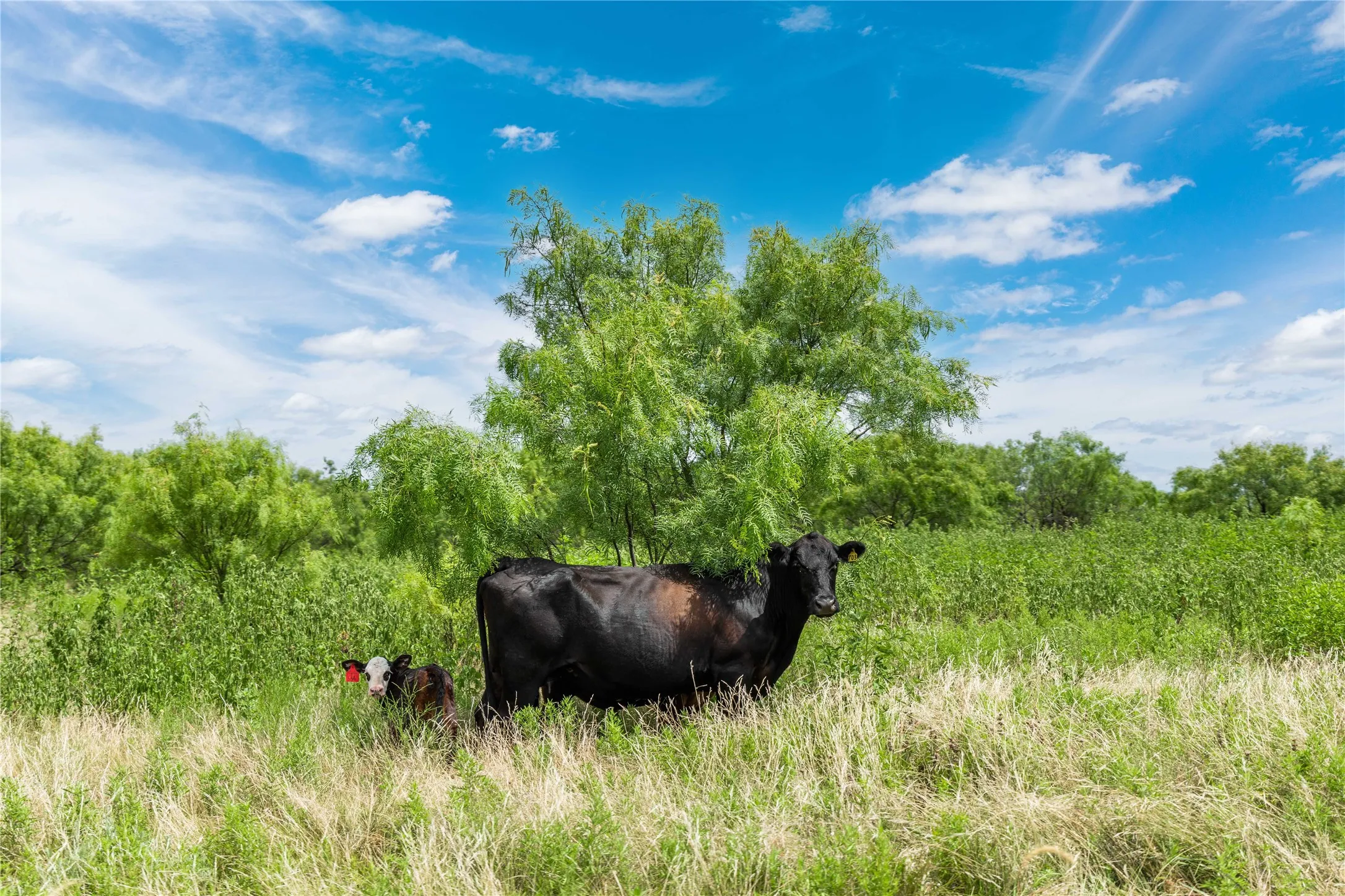 Unimproved Land For Sale in Brown County , 6000 lot 3 Fm 586 S, Bangs, Texas 76823, 0, 0, Garage spaces, 0 Sqft, built in 0, mls#21341800, Real Estate Agent in Bangs, Homes For Sale in Brown county, Homes For Sale in Bangs, Realtor in Bangs Texas, Real Estate Brokerage Independent Realty Texas, Luminita Cordes Realtor