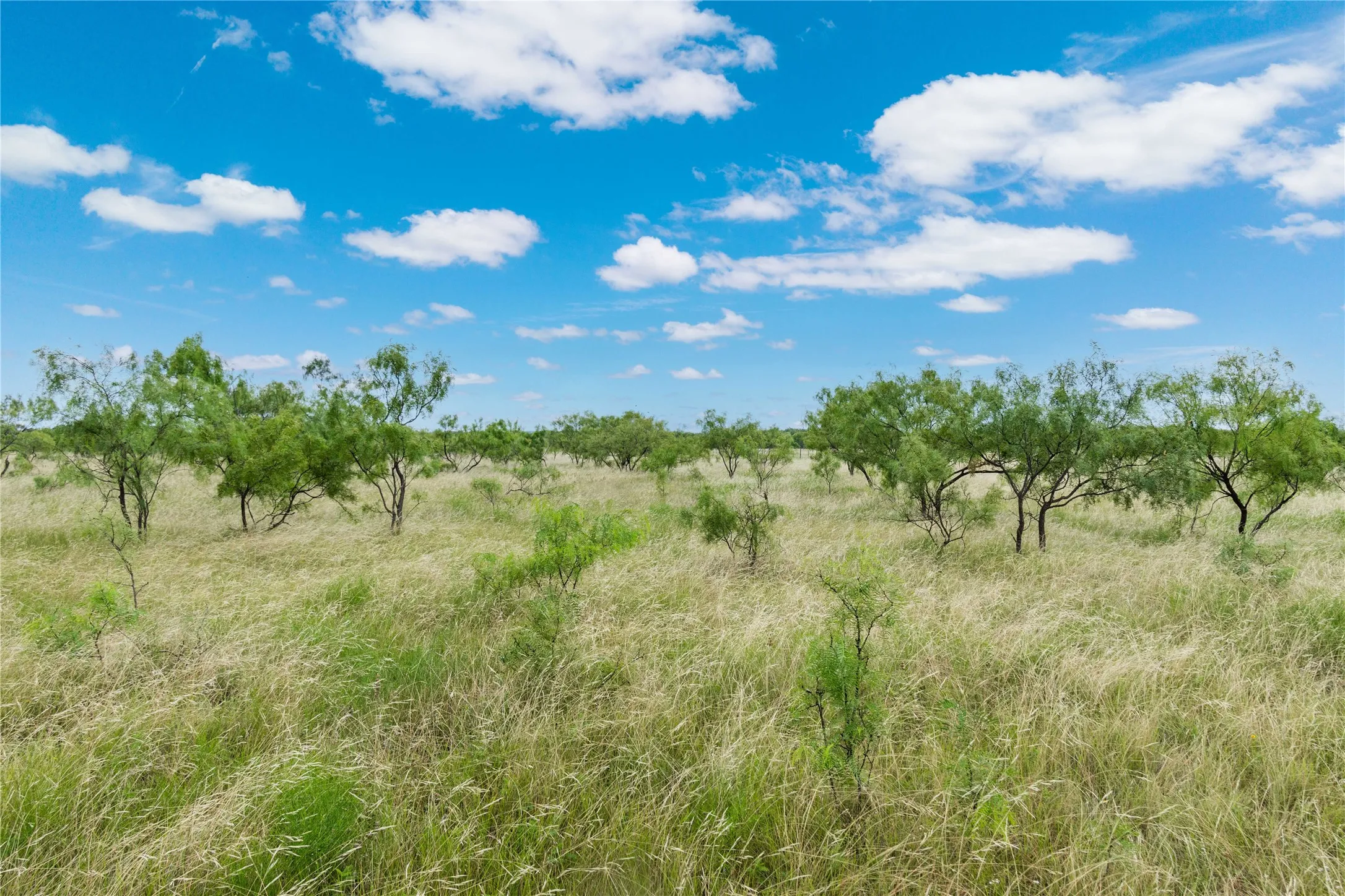 Expansive open land featuring natural grasses and scattered deciduous trees