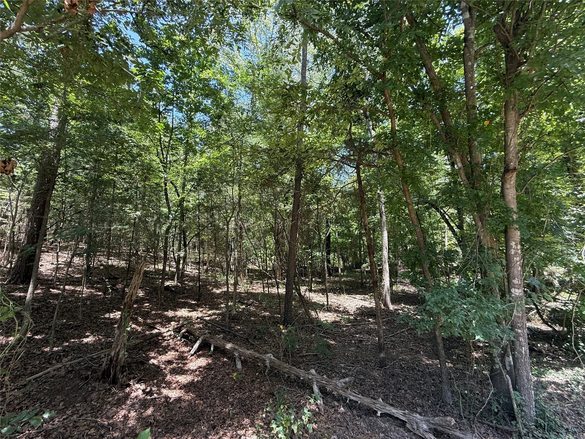 Unimproved Land For Sale in Franklin (TX) County , TBD Whispering Pine Trail, Mount Vernon, Texas 75457, 0, 0, Garage spaces, 0 Sqft, built in 0, Price $11,000, mls#21341840, Real Estate Agent in Mount Vernon, Homes For Sale in Franklin (TX) county, Homes For Sale in Mount Vernon, Realtor in Mount Vernon Texas, Real Estate Brokerage Independent Realty Texas, Luminita Cordes Realtor