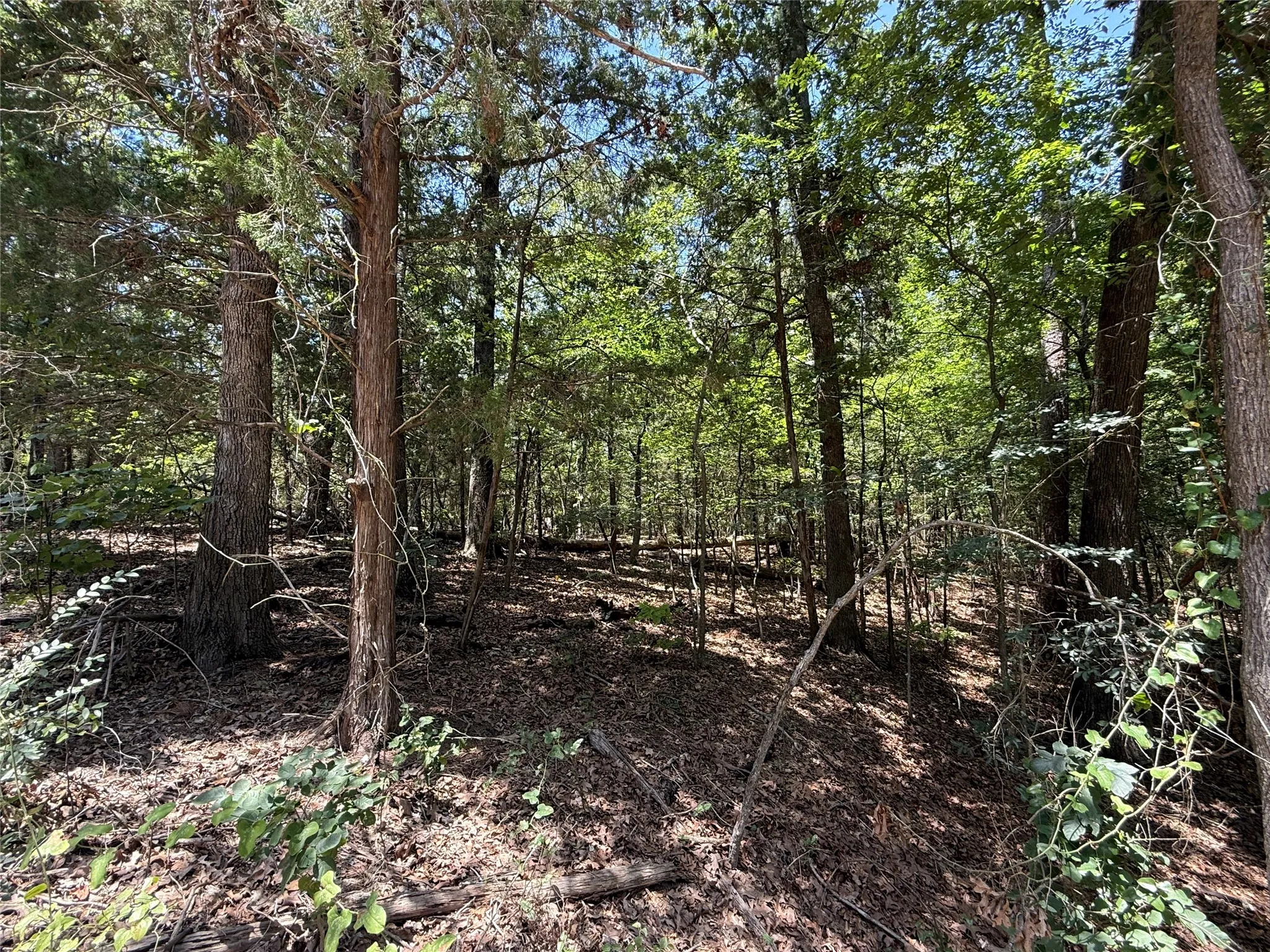 Unimproved Land For Sale in Franklin (TX) County , TBD Whispering Pine Trail, Mount Vernon, Texas 75457, 0, 0, Garage spaces, 0 Sqft, built in 0, Price $11,000, mls#21341840, Real Estate Agent in Mount Vernon, Homes For Sale in Franklin (TX) county, Homes For Sale in Mount Vernon, Realtor in Mount Vernon Texas, Real Estate Brokerage Independent Realty Texas, Luminita Cordes Realtor