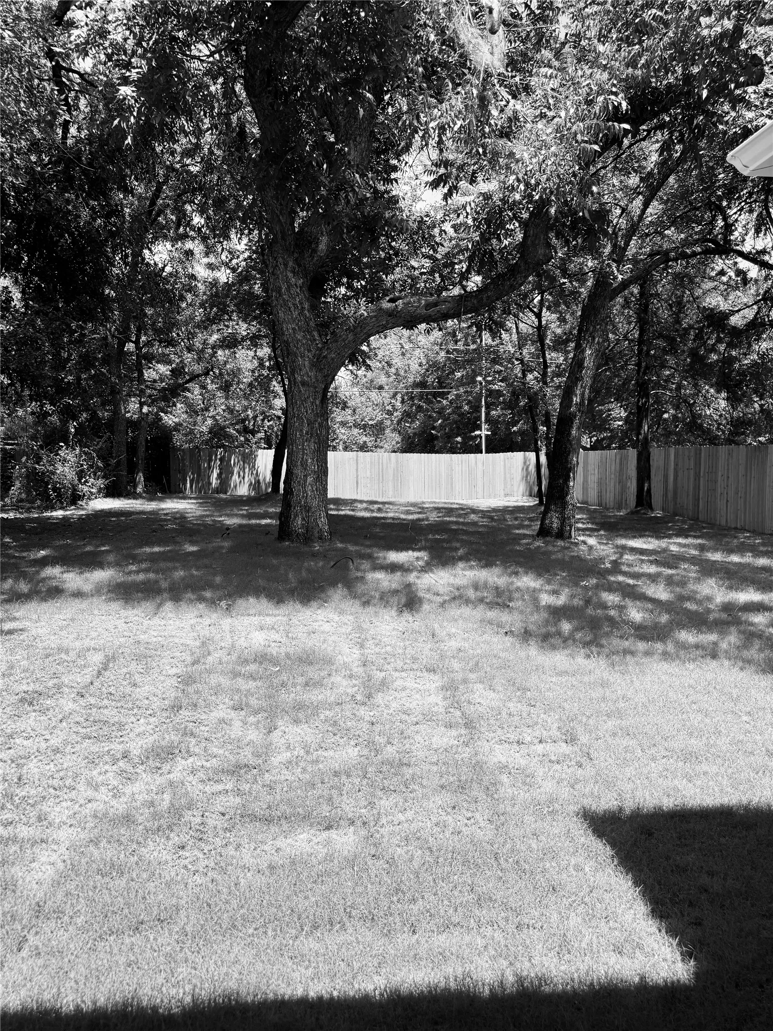 Expansive backyard featuring a manicured lawn, mature trees, and a full privacy fence