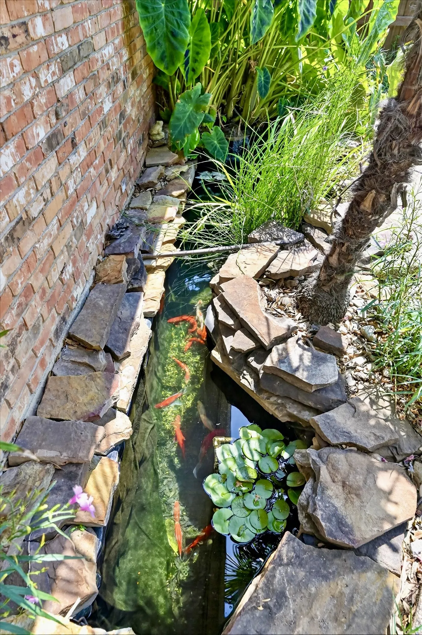 Charming koi pond with colorful koi, lush landscaping, and a tranquil waterfall creates a peaceful backyard escape