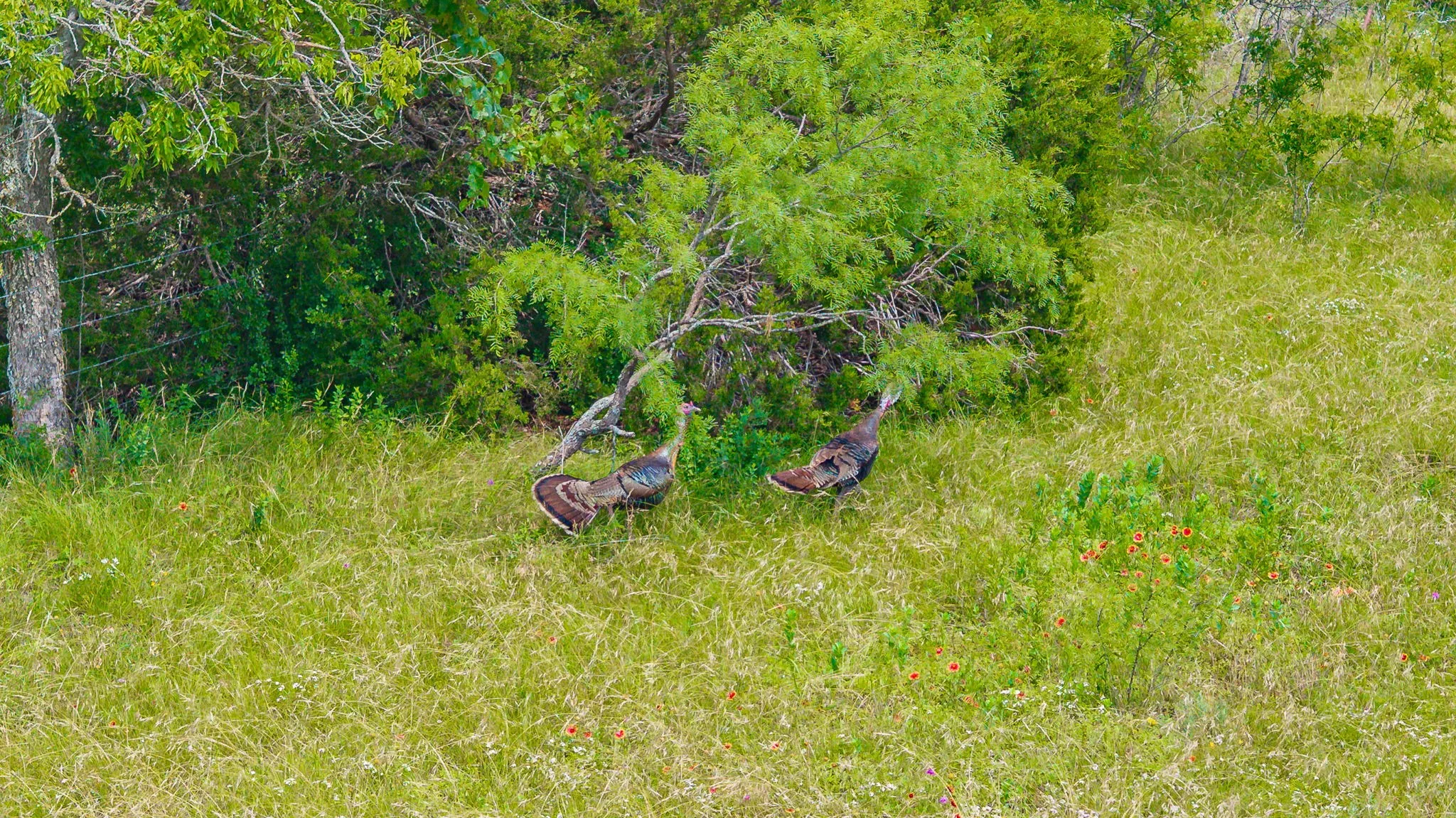 Ranch For Sale in Comanche County , 2401 County Road 382, Carlton, Texas 76436, 0, 0, Garage spaces, 0 Sqft, built in 1945, mls#21341176, Real Estate Agent in Carlton, Homes For Sale in Comanche county, Homes For Sale in Carlton, Realtor in Carlton Texas, Real Estate Brokerage Independent Realty Texas, Luminita Cordes Realtor