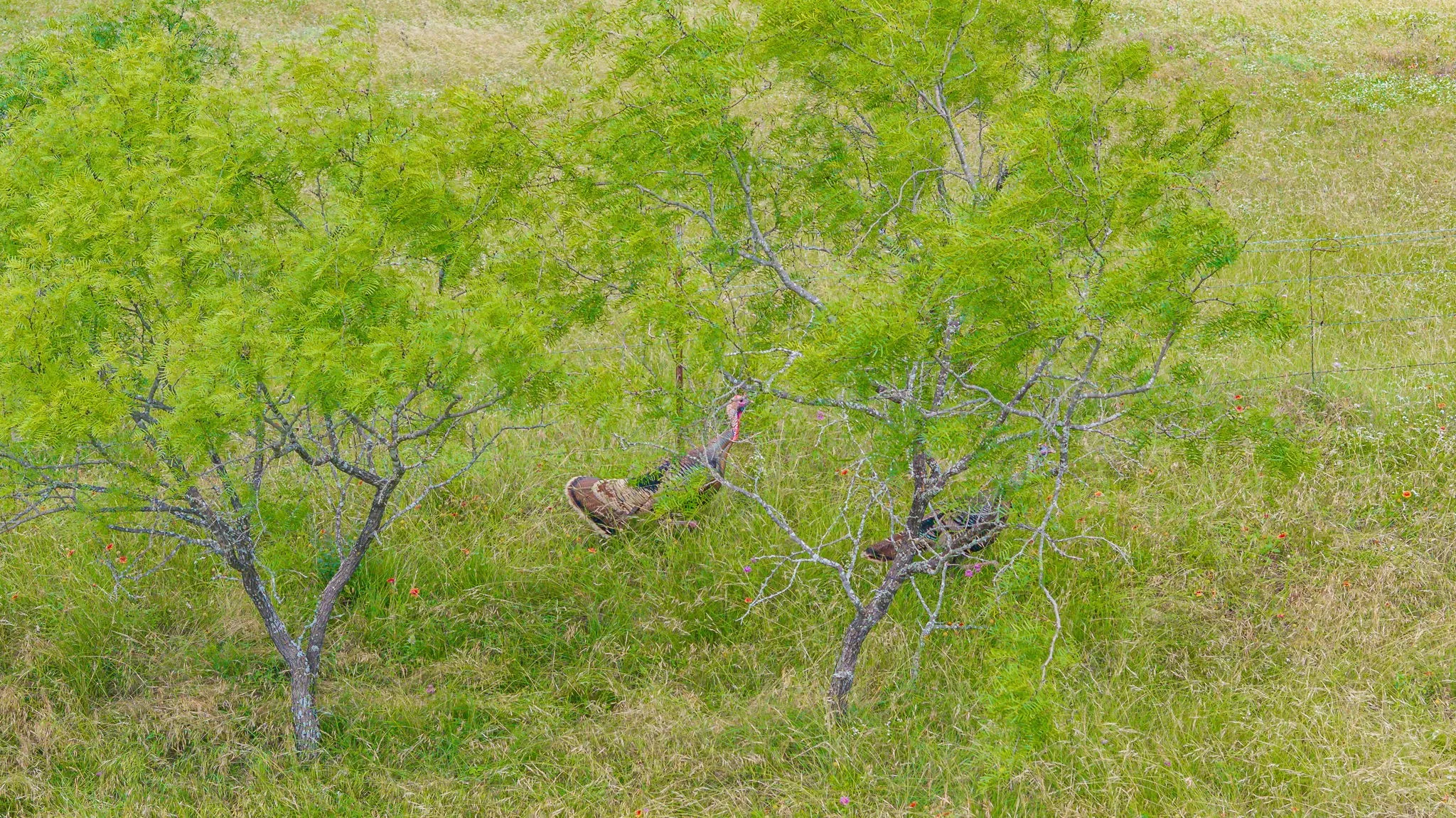 Ranch For Sale in Comanche County , 2401 County Road 382, Carlton, Texas 76436, 0, 0, Garage spaces, 0 Sqft, built in 1945, mls#21341176, Real Estate Agent in Carlton, Homes For Sale in Comanche county, Homes For Sale in Carlton, Realtor in Carlton Texas, Real Estate Brokerage Independent Realty Texas, Luminita Cordes Realtor