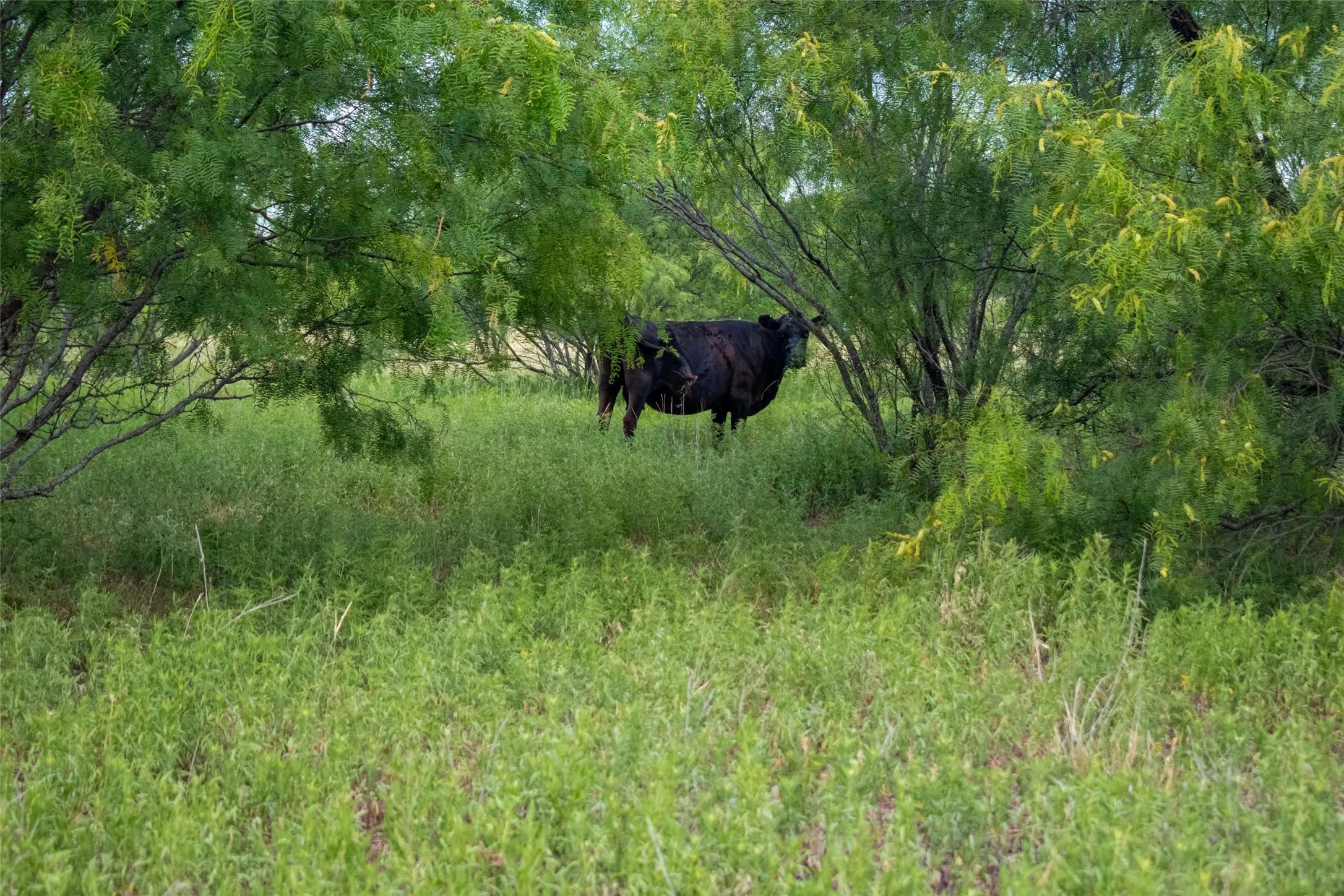 Unimproved Land For Sale in Jack County , TBD 59 Hwy, Bowie, Texas 76230, 0, 0, Garage spaces, 0 Sqft, built in 0, mls#21342266, Real Estate Agent in Bowie, Homes For Sale in Jack county, Homes For Sale in Bowie, Realtor in Bowie Texas, Real Estate Brokerage Independent Realty Texas, Luminita Cordes Realtor