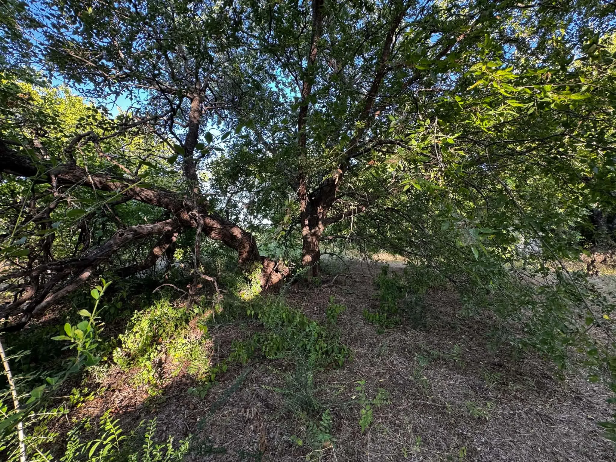 Mature tree with extensive branching and dense foliage providing natural shade
