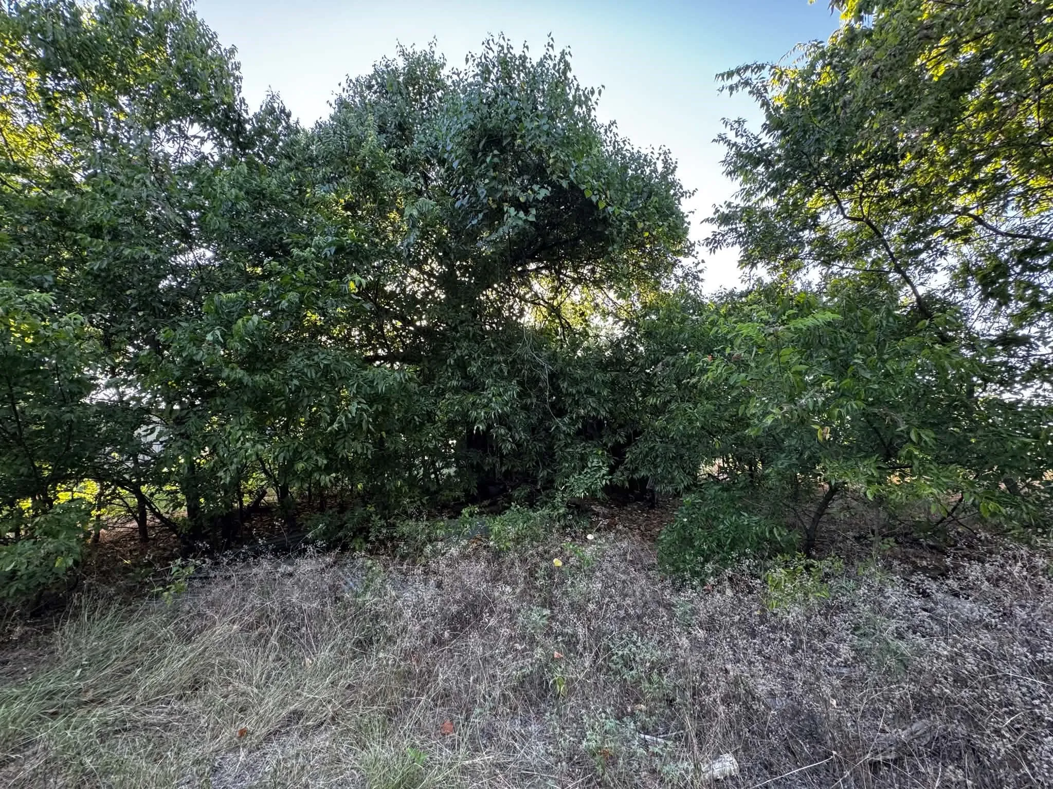 Mature deciduous trees providing natural screening