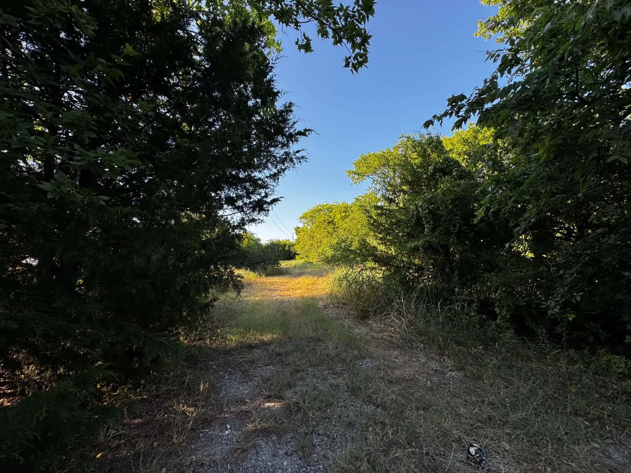 Gravel path bordered by mature trees and natural vegetation