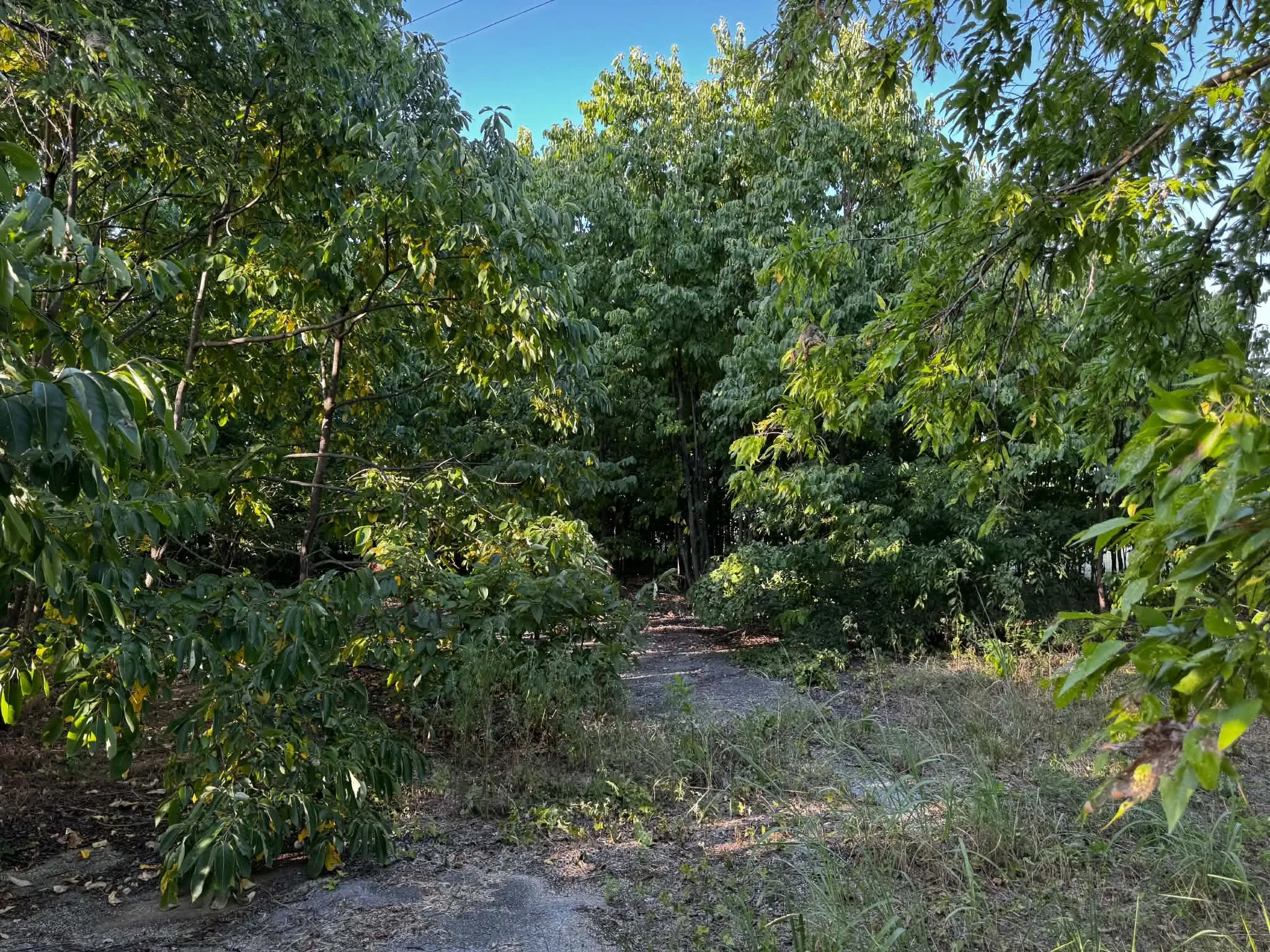 Wooded lot featuring mature trees and natural ground cover