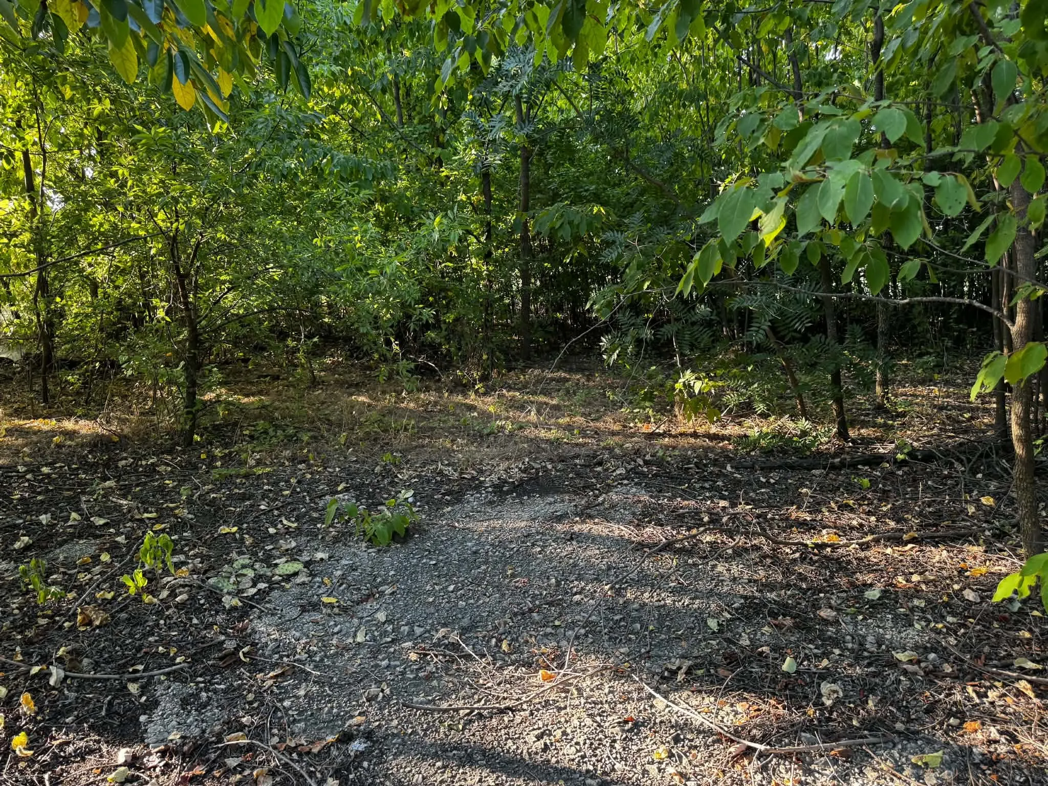 Wooded lot featuring mature trees and undergrowth