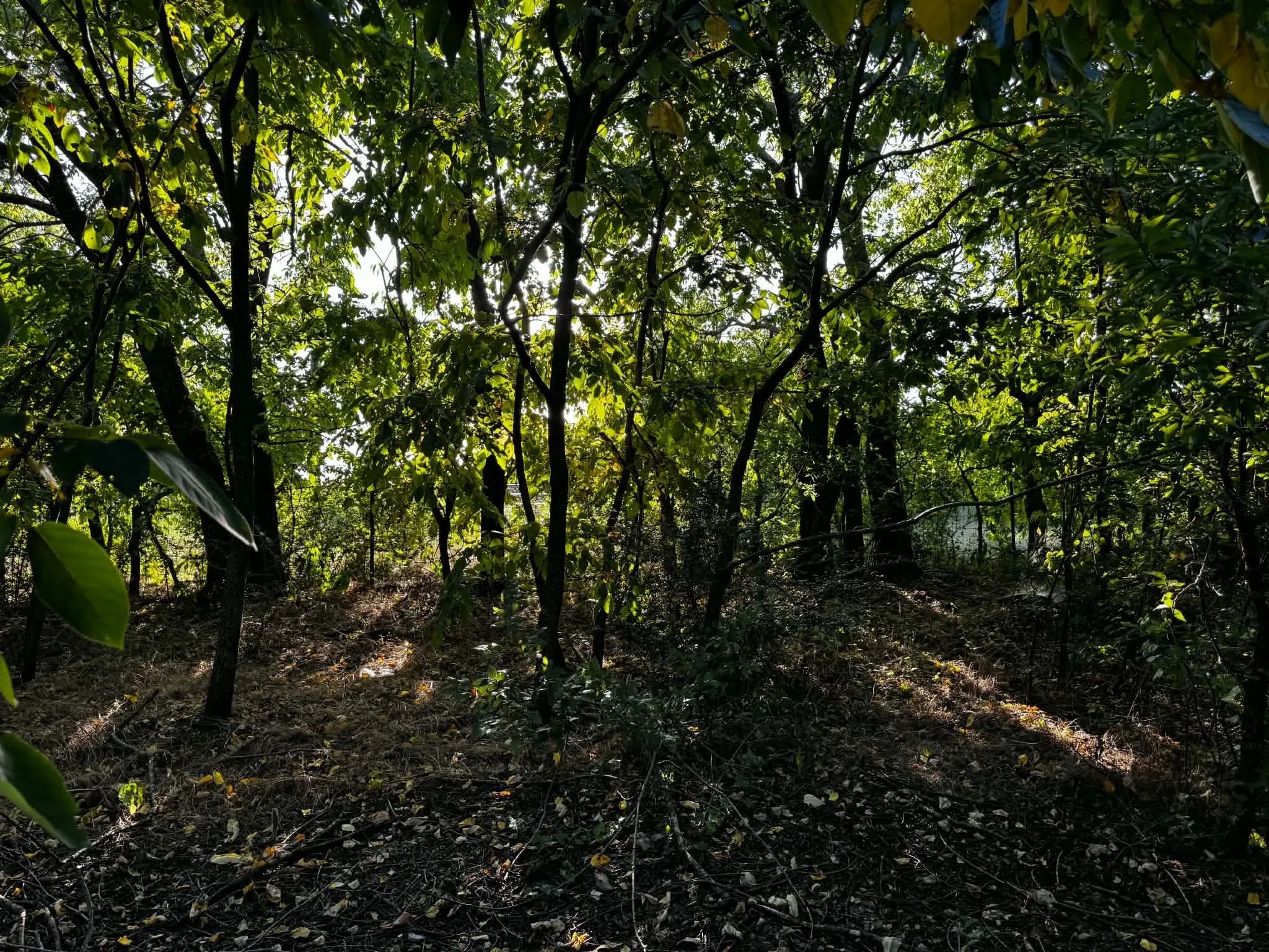 Wooded lot featuring mature trees and natural ground cover