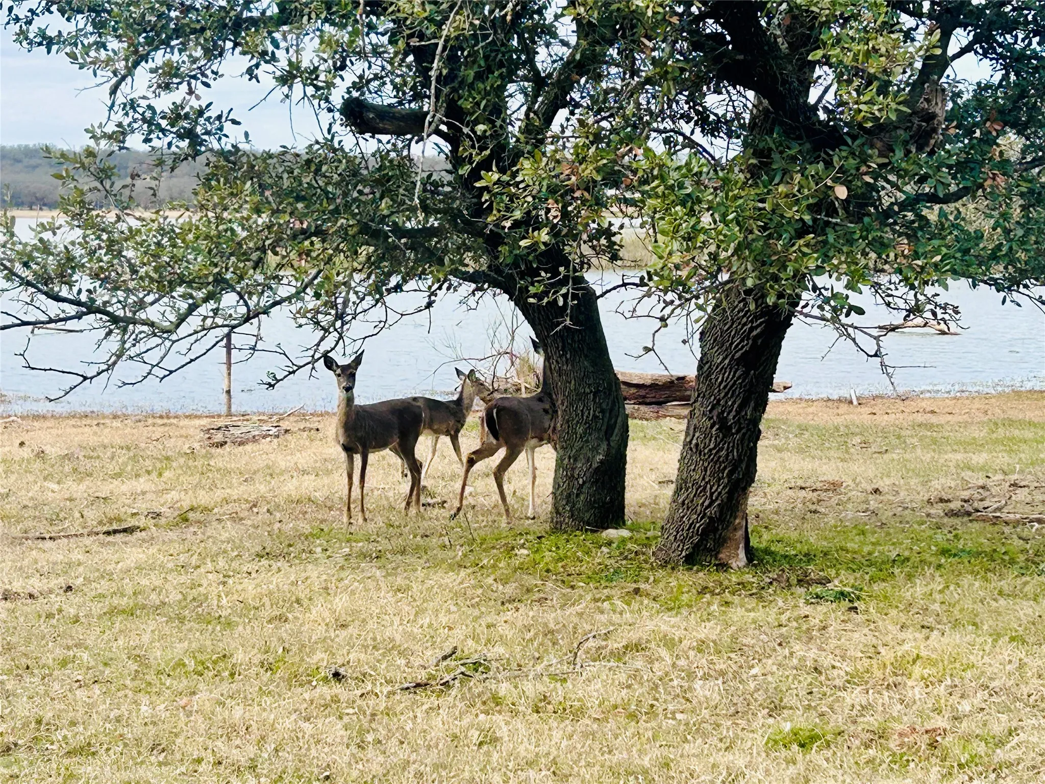 Improved Land For Sale in Brown County , 3420 Bounding Main Drive, May, Texas 76857, 0, 0, Garage spaces, 0 Sqft, built in 0, mls#21342416, Real Estate Agent in May, Homes For Sale in Brown county, Homes For Sale in May, Realtor in May Texas, Real Estate Brokerage Independent Realty Texas, Luminita Cordes Realtor