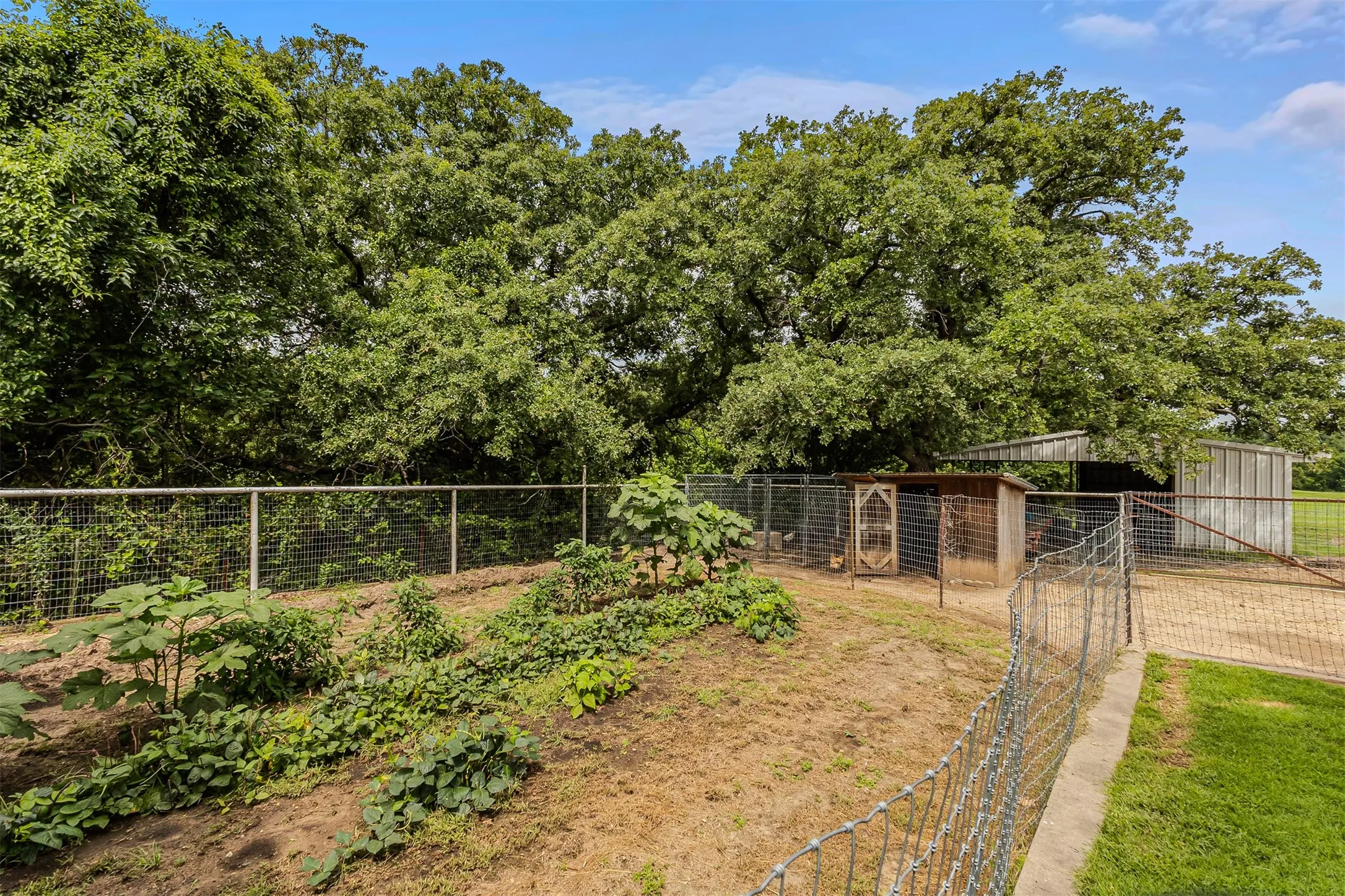 Flourishing vegetable garden of 339 Colwell Rd in Forestburg, TX