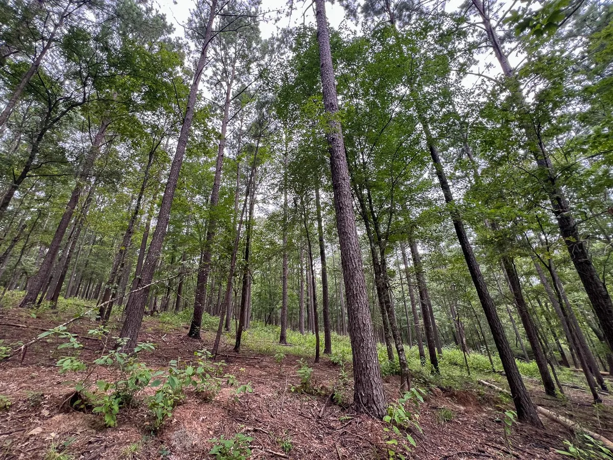 Unimproved Land For Sale in Sabine (TX) County , 14 Arledge Trail/Off Gateway Meadows, Hemphill, Texas 75948, 0, 0, Garage spaces, 0 Sqft, built in 0, Price $1,118,600, mls#21342721, Real Estate Agent in Hemphill, Homes For Sale in Sabine (TX) county, Homes For Sale in Hemphill, Realtor in Hemphill Texas, Real Estate Brokerage Independent Realty Texas, Luminita Cordes Realtor