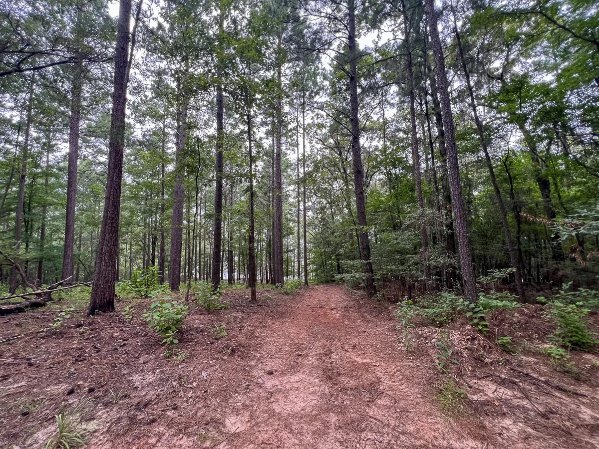 Unimproved Land For Sale in Sabine (TX) County , 14 Arledge Trail/Off Gateway Meadows, Hemphill, Texas 75948, 0, 0, Garage spaces, 0 Sqft, built in 0, Price $1,118,600, mls#21342721, Real Estate Agent in Hemphill, Homes For Sale in Sabine (TX) county, Homes For Sale in Hemphill, Realtor in Hemphill Texas, Real Estate Brokerage Independent Realty Texas, Luminita Cordes Realtor