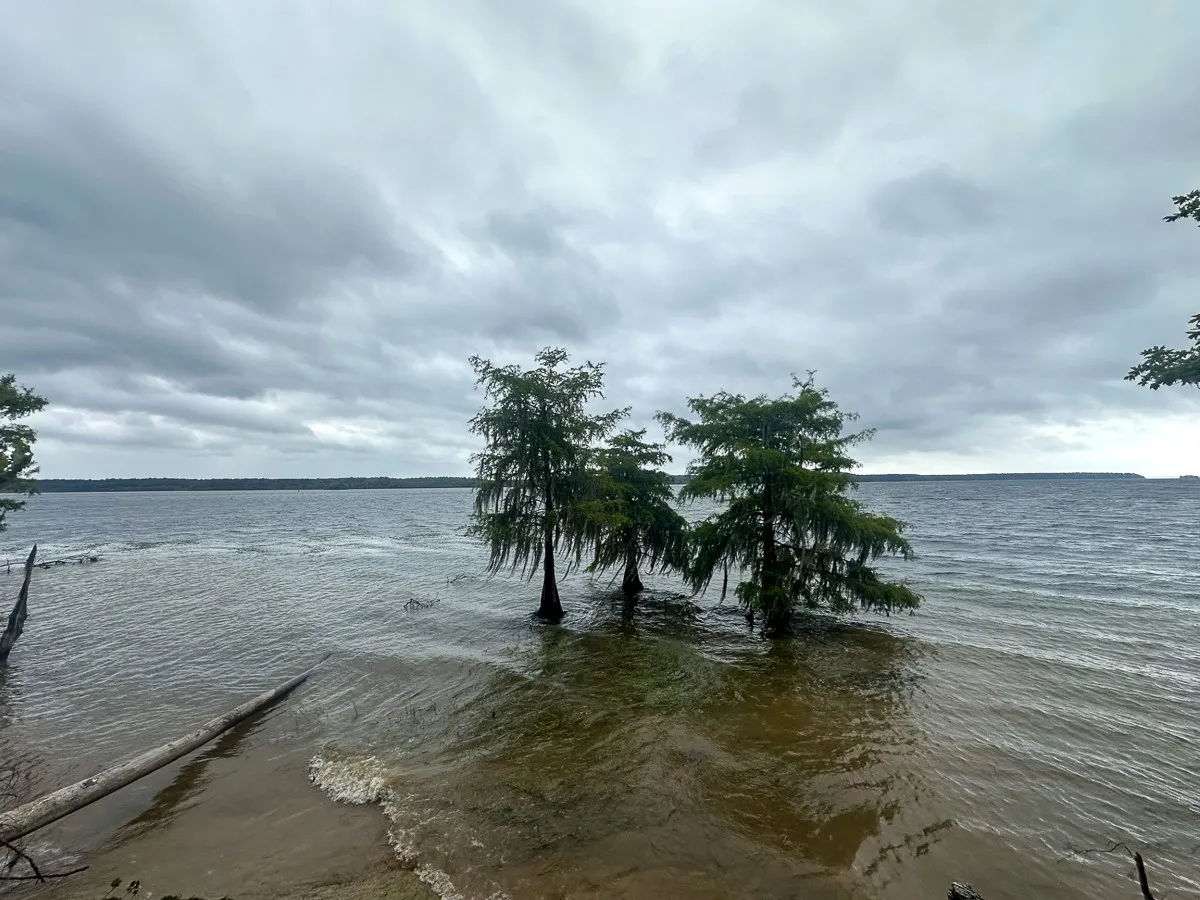 Unimproved Land For Sale in Sabine (TX) County , 14 Arledge Trail/Off Gateway Meadows, Hemphill, Texas 75948, 0, 0, Garage spaces, 0 Sqft, built in 0, Price $1,118,600, mls#21342721, Real Estate Agent in Hemphill, Homes For Sale in Sabine (TX) county, Homes For Sale in Hemphill, Realtor in Hemphill Texas, Real Estate Brokerage Independent Realty Texas, Luminita Cordes Realtor