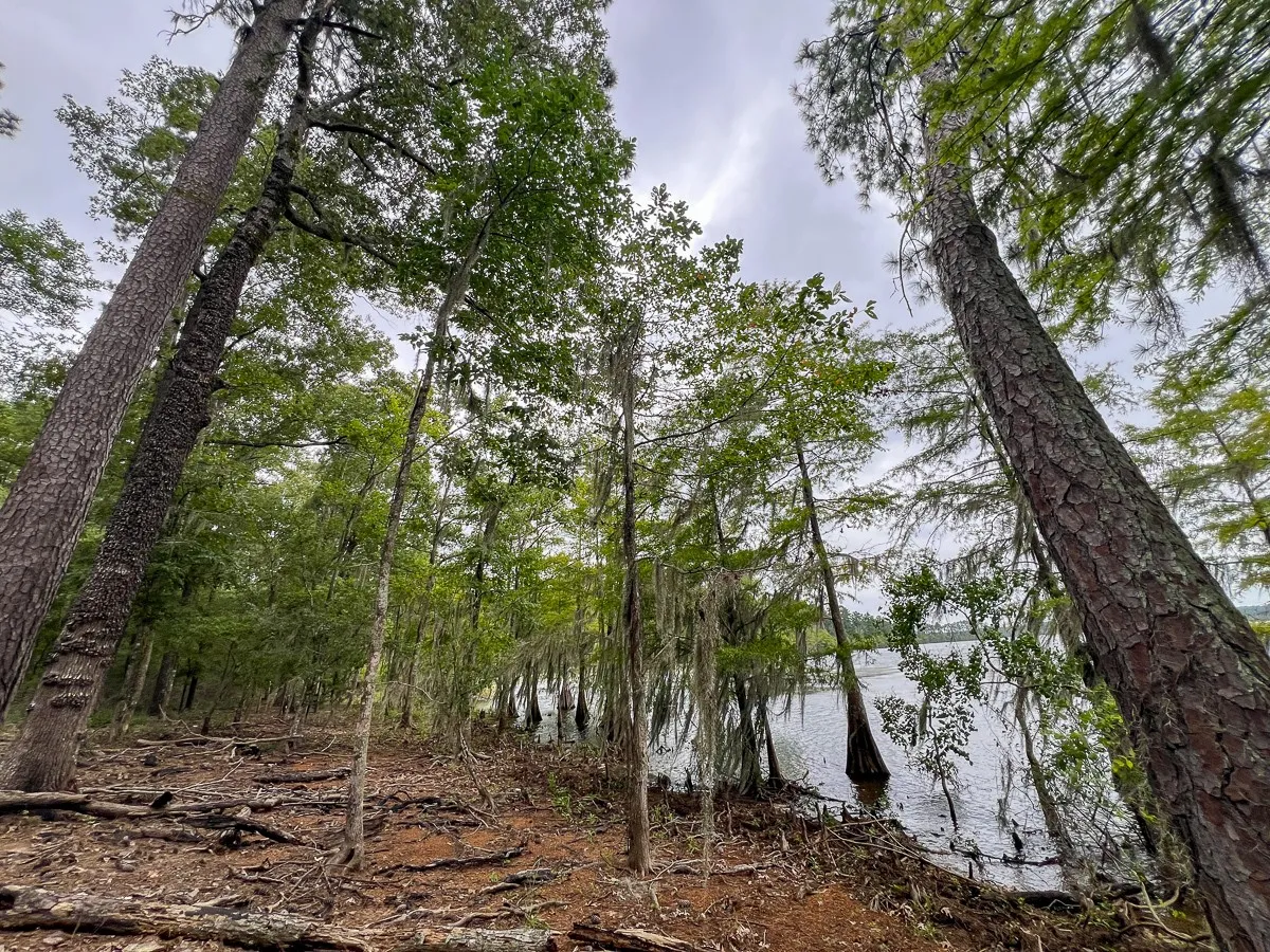 Unimproved Land For Sale in Sabine (TX) County , 14 Arledge Trail/Off Gateway Meadows, Hemphill, Texas 75948, 0, 0, Garage spaces, 0 Sqft, built in 0, Price $1,118,600, mls#21342721, Real Estate Agent in Hemphill, Homes For Sale in Sabine (TX) county, Homes For Sale in Hemphill, Realtor in Hemphill Texas, Real Estate Brokerage Independent Realty Texas, Luminita Cordes Realtor