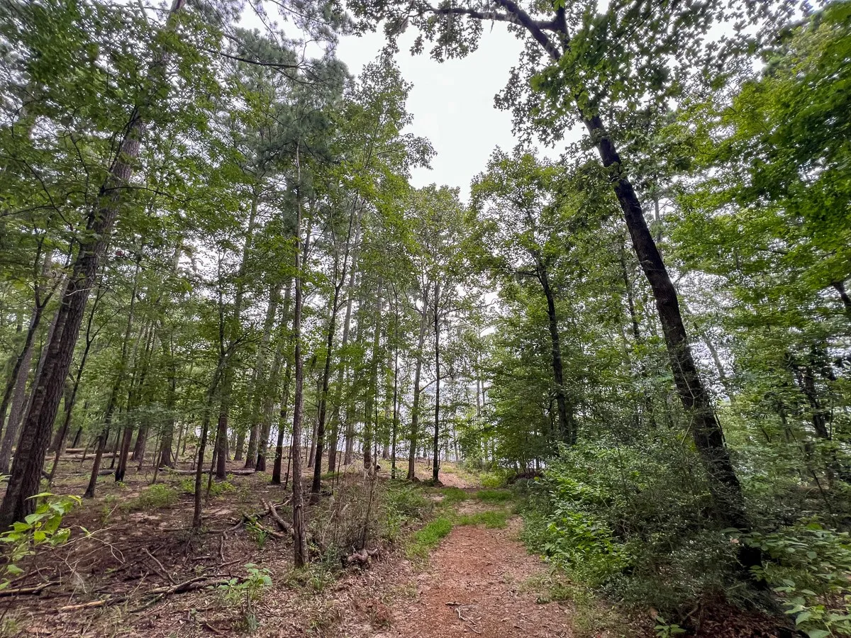 Unimproved Land For Sale in Sabine (TX) County , 14 Arledge Trail/Off Gateway Meadows, Hemphill, Texas 75948, 0, 0, Garage spaces, 0 Sqft, built in 0, Price $1,118,600, mls#21342721, Real Estate Agent in Hemphill, Homes For Sale in Sabine (TX) county, Homes For Sale in Hemphill, Realtor in Hemphill Texas, Real Estate Brokerage Independent Realty Texas, Luminita Cordes Realtor