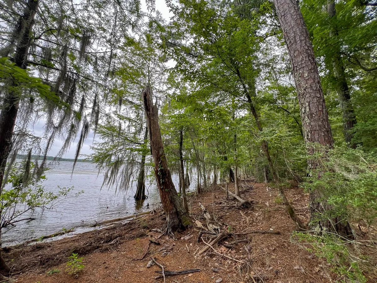Unimproved Land For Sale in Sabine (TX) County , 14 Arledge Trail/Off Gateway Meadows, Hemphill, Texas 75948, 0, 0, Garage spaces, 0 Sqft, built in 0, Price $1,118,600, mls#21342721, Real Estate Agent in Hemphill, Homes For Sale in Sabine (TX) county, Homes For Sale in Hemphill, Realtor in Hemphill Texas, Real Estate Brokerage Independent Realty Texas, Luminita Cordes Realtor