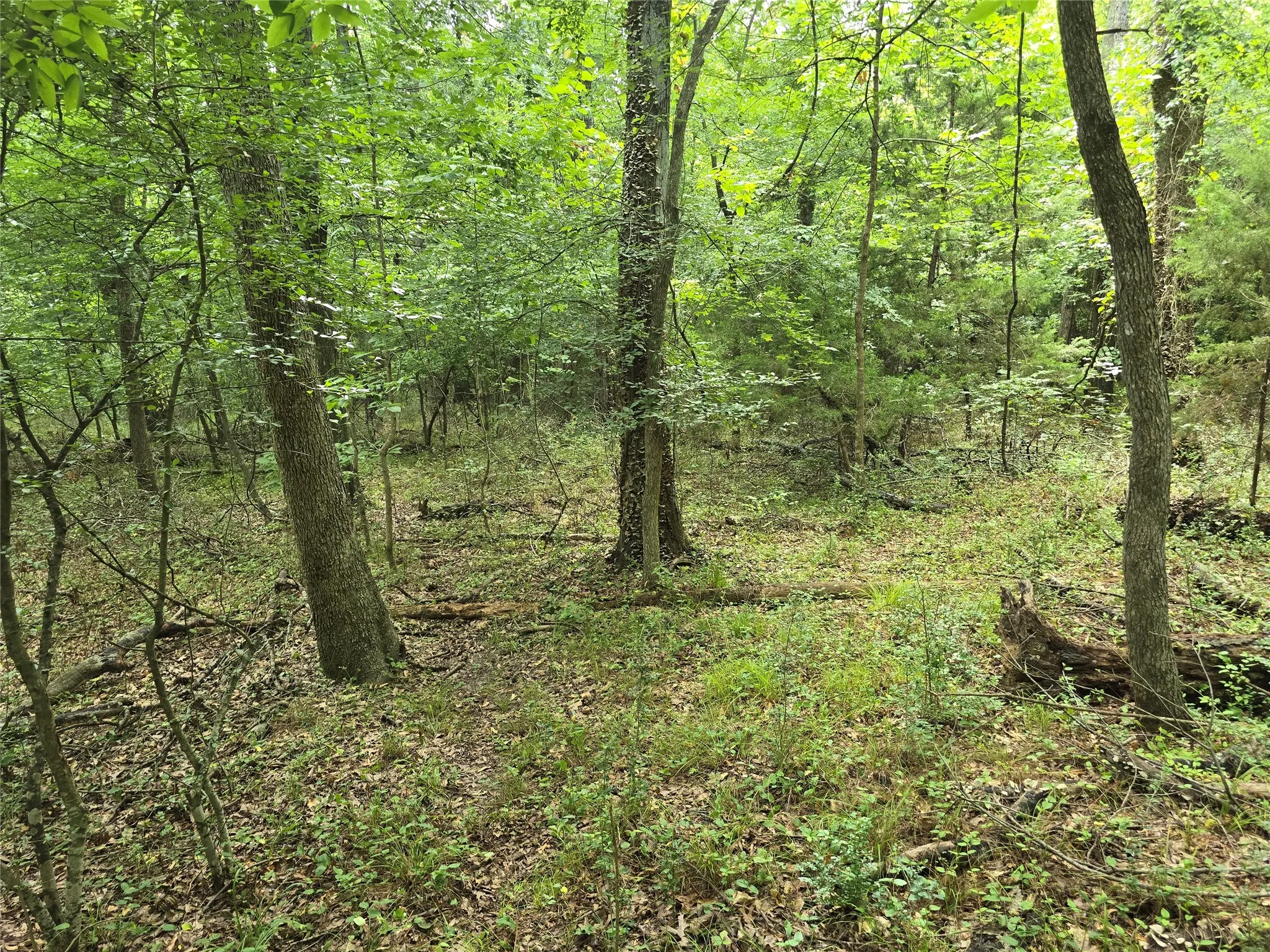 Unimproved Land For Sale in Hunt County , 9999 County Road 2304, Quinlan, Texas 75474, 0, 0, Garage spaces, 0 Sqft, built in 0, Price $110,000, mls#21342759, Real Estate Agent in Quinlan, Homes For Sale in Hunt county, Homes For Sale in Quinlan, Realtor in Quinlan Texas, Real Estate Brokerage Independent Realty Texas, Luminita Cordes Realtor
