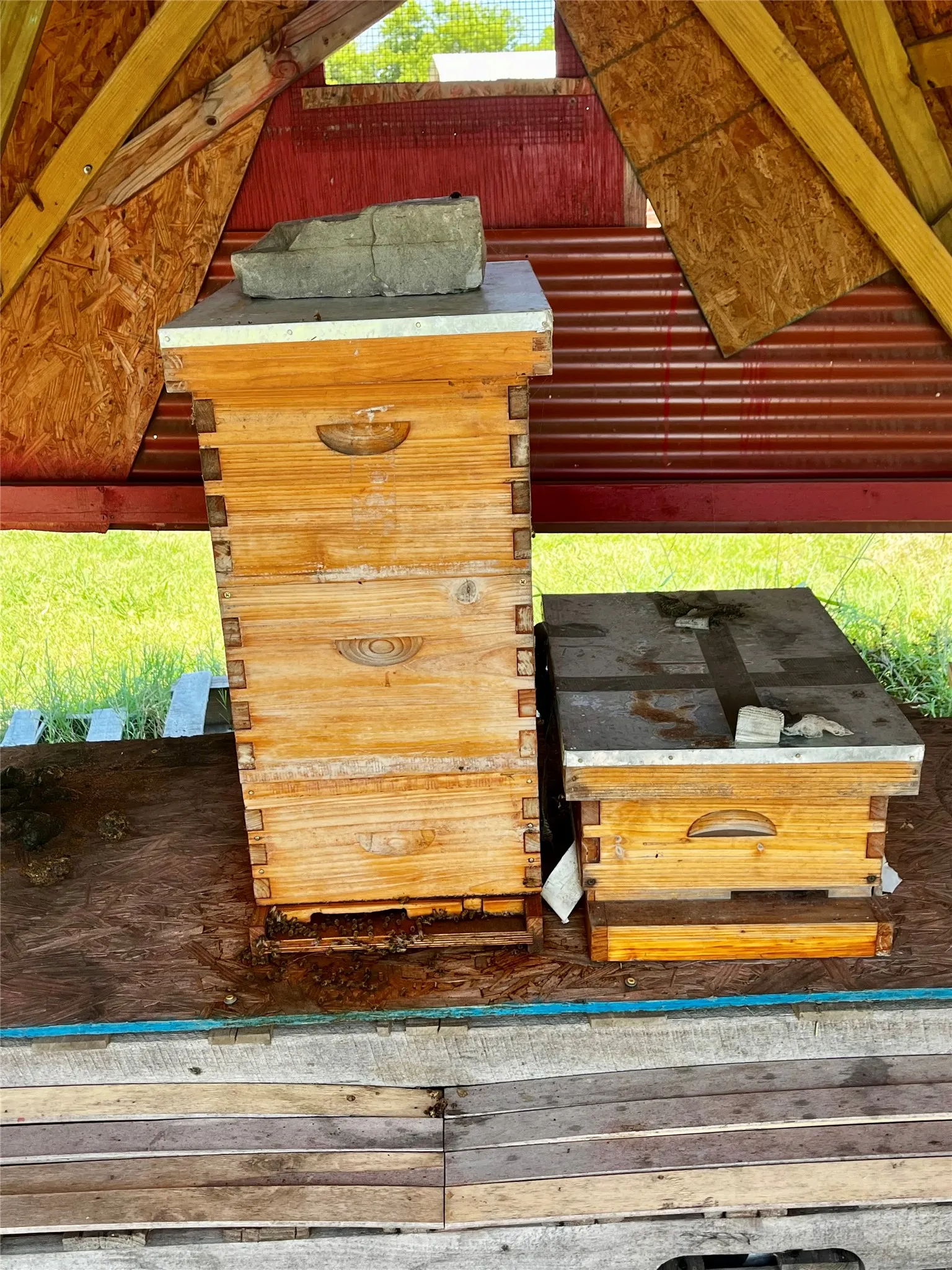 Bee Box Apiary structure featuring wooden beehives under a red corrugated metal roof