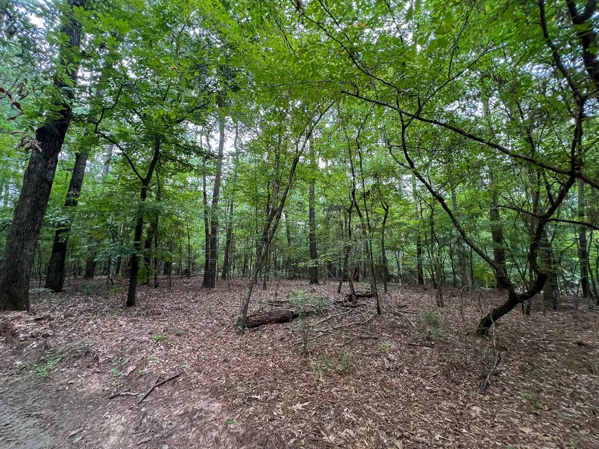 Unimproved Land For Sale in Sabine (TX) County , T-3 Arledge Trail/Off Gateway Meadows, Hemphill, Texas 75948, 0, 0, Garage spaces, 0 Sqft, built in 0, Price $439,450, mls#21342763, Real Estate Agent in Hemphill, Homes For Sale in Sabine (TX) county, Homes For Sale in Hemphill, Realtor in Hemphill Texas, Real Estate Brokerage Independent Realty Texas, Luminita Cordes Realtor