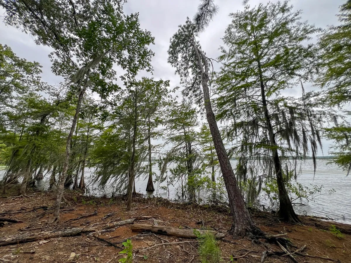 Unimproved Land For Sale in Sabine (TX) County , T-3 Arledge Trail/Off Gateway Meadows, Hemphill, Texas 75948, 0, 0, Garage spaces, 0 Sqft, built in 0, Price $439,450, mls#21342763, Real Estate Agent in Hemphill, Homes For Sale in Sabine (TX) county, Homes For Sale in Hemphill, Realtor in Hemphill Texas, Real Estate Brokerage Independent Realty Texas, Luminita Cordes Realtor