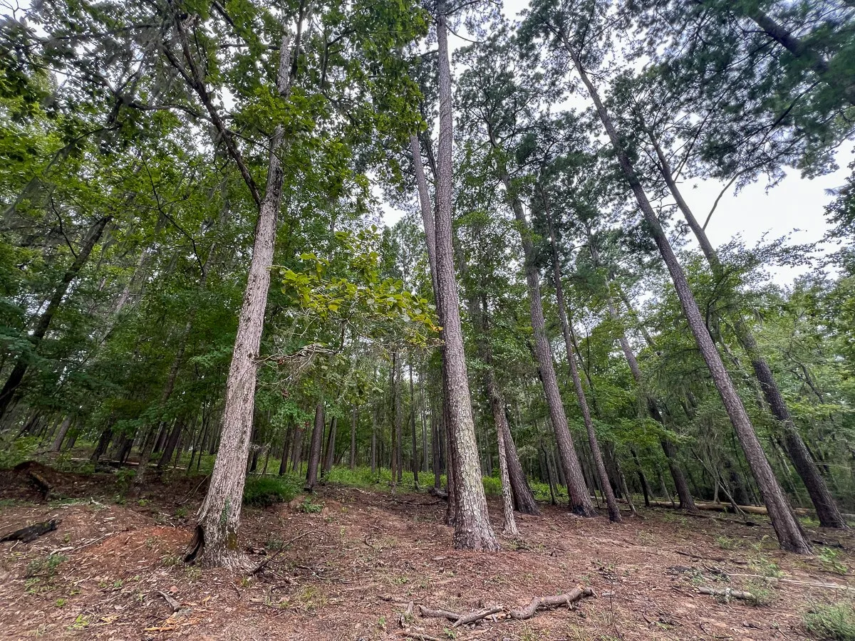 Unimproved Land For Sale in Sabine (TX) County , T-3 Arledge Trail/Off Gateway Meadows, Hemphill, Texas 75948, 0, 0, Garage spaces, 0 Sqft, built in 0, Price $439,450, mls#21342763, Real Estate Agent in Hemphill, Homes For Sale in Sabine (TX) county, Homes For Sale in Hemphill, Realtor in Hemphill Texas, Real Estate Brokerage Independent Realty Texas, Luminita Cordes Realtor