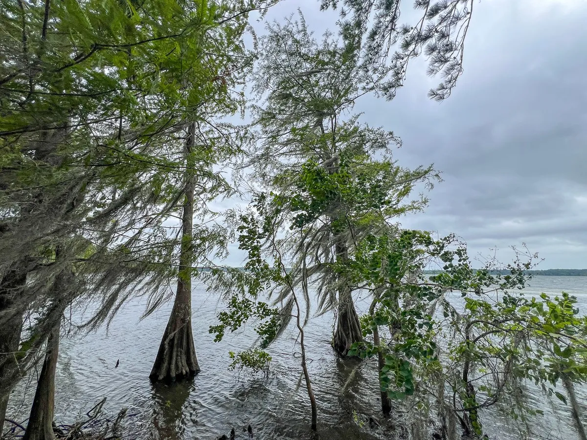 Unimproved Land For Sale in Sabine (TX) County , T-3 Arledge Trail/Off Gateway Meadows, Hemphill, Texas 75948, 0, 0, Garage spaces, 0 Sqft, built in 0, Price $439,450, mls#21342763, Real Estate Agent in Hemphill, Homes For Sale in Sabine (TX) county, Homes For Sale in Hemphill, Realtor in Hemphill Texas, Real Estate Brokerage Independent Realty Texas, Luminita Cordes Realtor