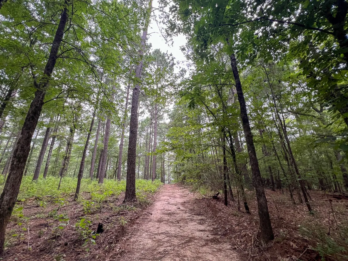 Unimproved Land For Sale in Sabine (TX) County , T-3 Arledge Trail/Off Gateway Meadows, Hemphill, Texas 75948, 0, 0, Garage spaces, 0 Sqft, built in 0, Price $439,450, mls#21342763, Real Estate Agent in Hemphill, Homes For Sale in Sabine (TX) county, Homes For Sale in Hemphill, Realtor in Hemphill Texas, Real Estate Brokerage Independent Realty Texas, Luminita Cordes Realtor