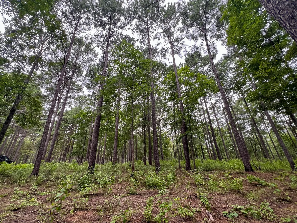 Unimproved Land For Sale in Sabine (TX) County , T-2 Arledge Trail/Off Gateway Meadows, Hemphill, Texas 75948, 0, 0, Garage spaces, 0 Sqft, built in 0, Price $359,550, mls#21342786, Real Estate Agent in Hemphill, Homes For Sale in Sabine (TX) county, Homes For Sale in Hemphill, Realtor in Hemphill Texas, Real Estate Brokerage Independent Realty Texas, Luminita Cordes Realtor