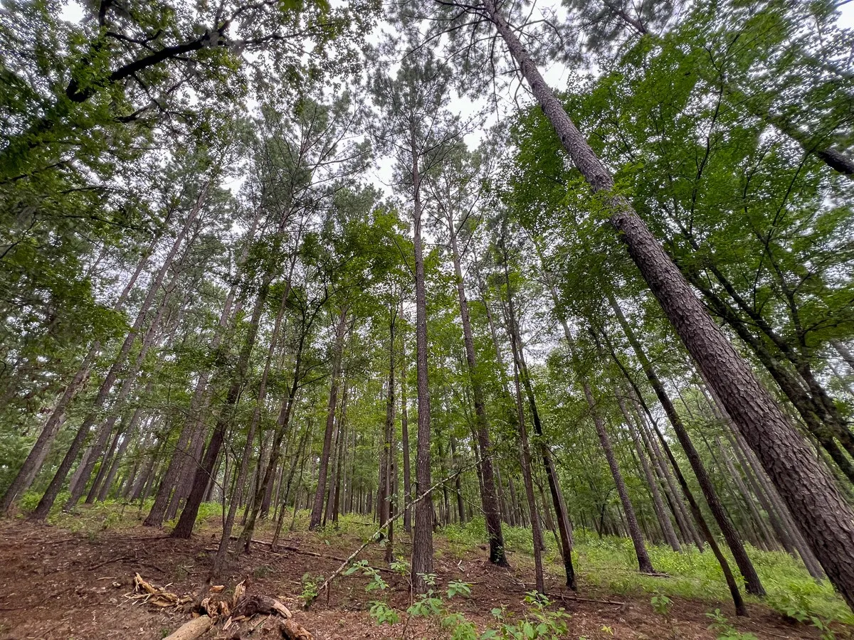 Unimproved Land For Sale in Sabine (TX) County , T-2 Arledge Trail/Off Gateway Meadows, Hemphill, Texas 75948, 0, 0, Garage spaces, 0 Sqft, built in 0, Price $359,550, mls#21342786, Real Estate Agent in Hemphill, Homes For Sale in Sabine (TX) county, Homes For Sale in Hemphill, Realtor in Hemphill Texas, Real Estate Brokerage Independent Realty Texas, Luminita Cordes Realtor
