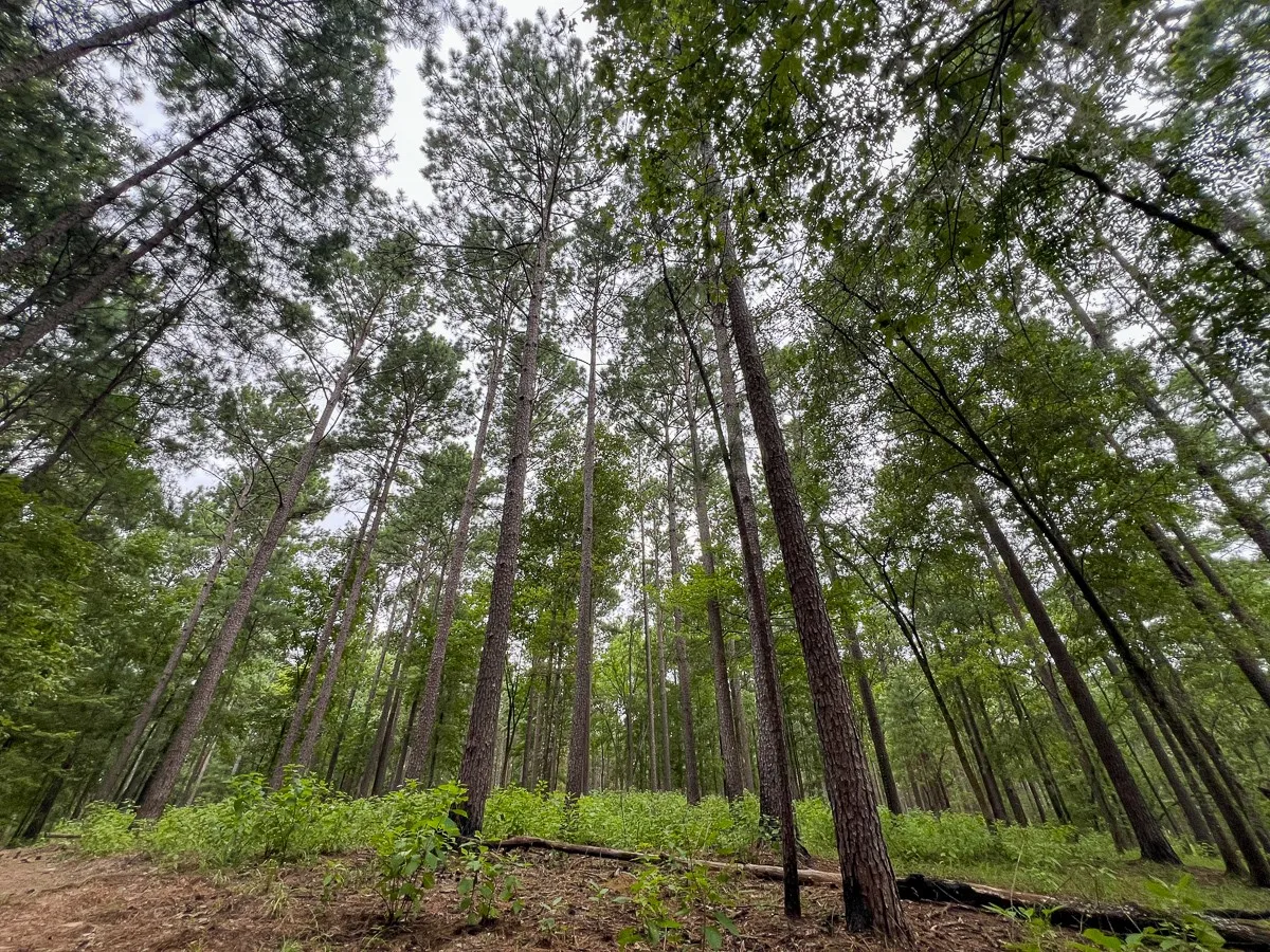 Unimproved Land For Sale in Sabine (TX) County , T-2 Arledge Trail/Off Gateway Meadows, Hemphill, Texas 75948, 0, 0, Garage spaces, 0 Sqft, built in 0, Price $359,550, mls#21342786, Real Estate Agent in Hemphill, Homes For Sale in Sabine (TX) county, Homes For Sale in Hemphill, Realtor in Hemphill Texas, Real Estate Brokerage Independent Realty Texas, Luminita Cordes Realtor