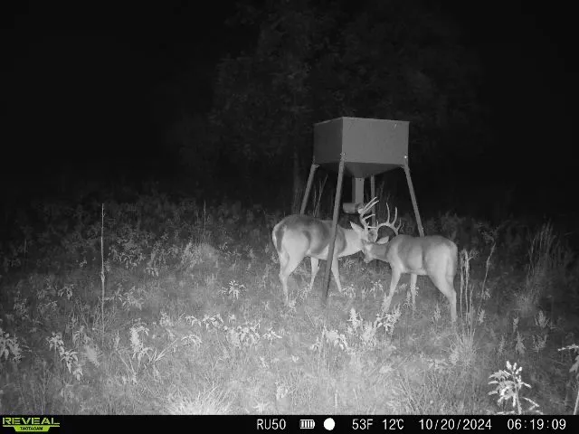 Deer