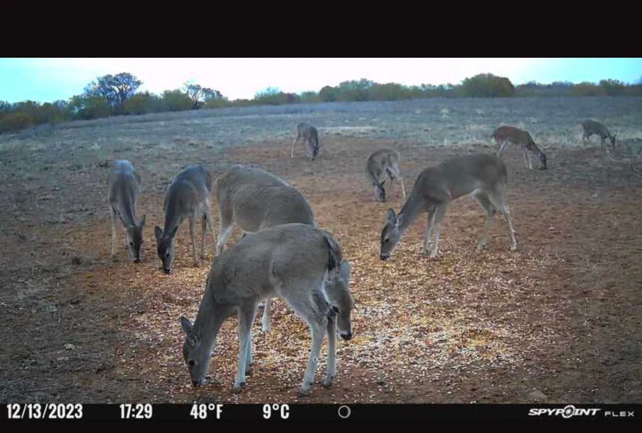 Deer