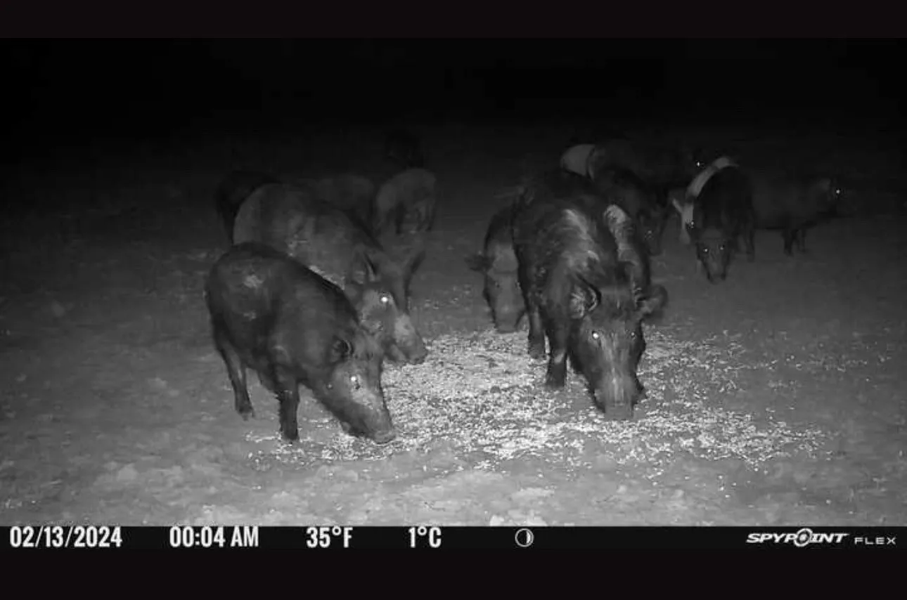 Hogs