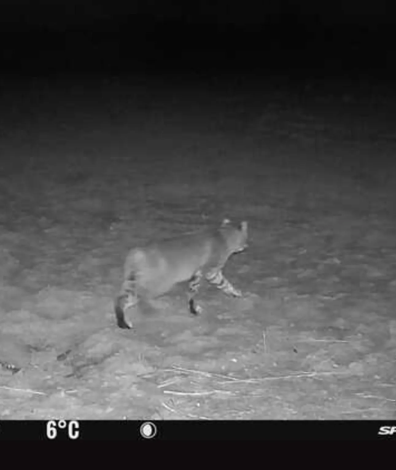 Bobcat