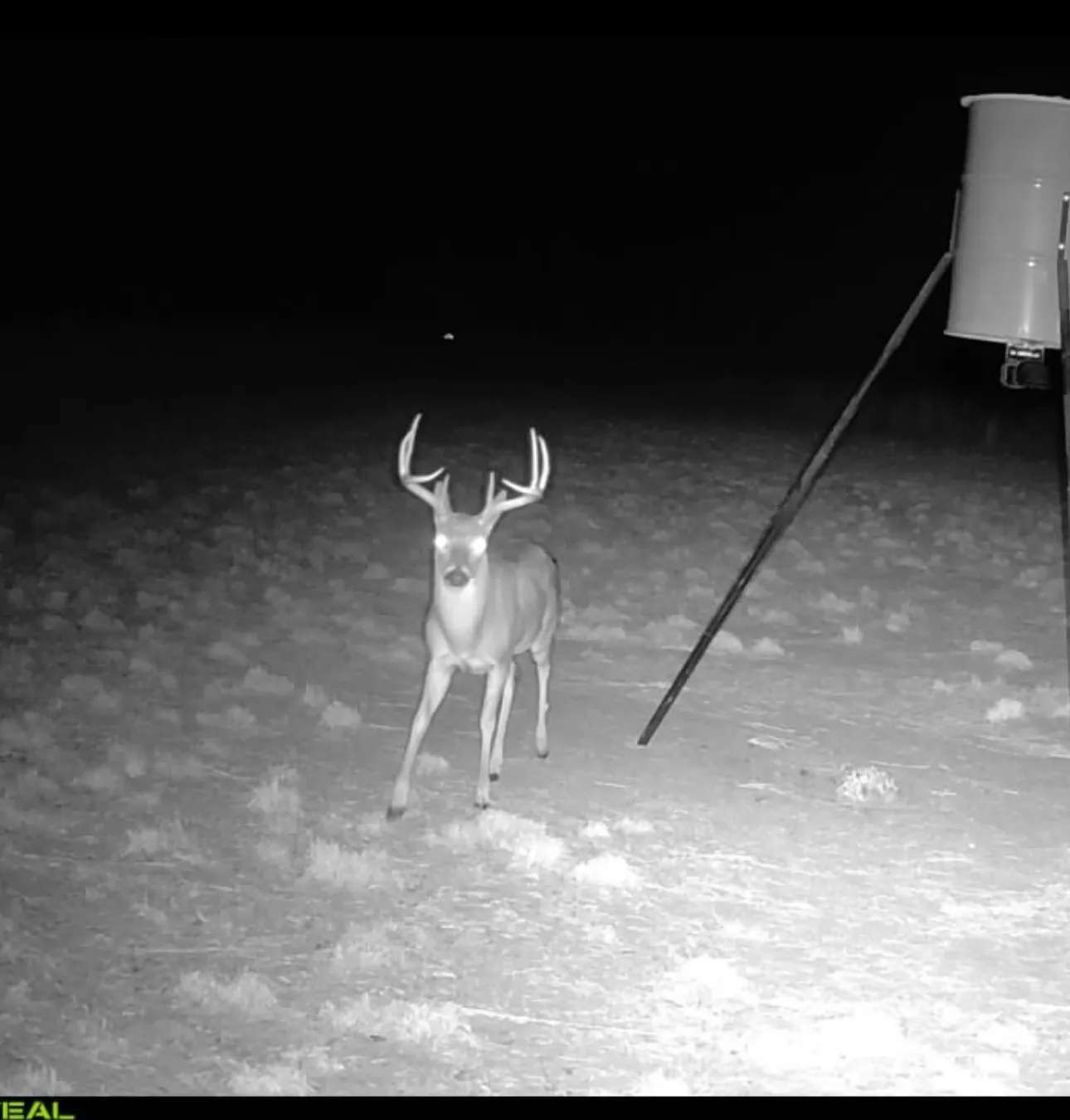 Nice buck