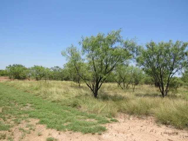 Unimproved Land For Sale in Brown County , TBD County Road 211, Brookesmith, Texas 76827, 0, 0, Garage spaces, 0 Sqft, built in 0, mls#21343087, Real Estate Agent in Brookesmith, Homes For Sale in Brown county, Homes For Sale in Brookesmith, Realtor in Brookesmith Texas, Real Estate Brokerage Independent Realty Texas, Luminita Cordes Realtor