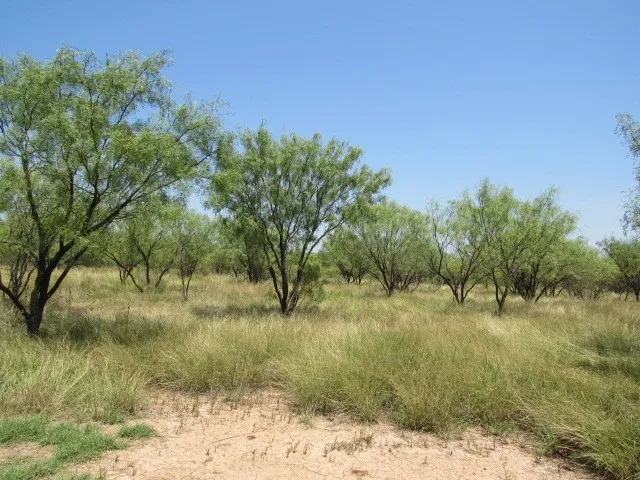 Unimproved Land For Sale in Brown County , TBD County Road 211, Brookesmith, Texas 76827, 0, 0, Garage spaces, 0 Sqft, built in 0, mls#21343087, Real Estate Agent in Brookesmith, Homes For Sale in Brown county, Homes For Sale in Brookesmith, Realtor in Brookesmith Texas, Real Estate Brokerage Independent Realty Texas, Luminita Cordes Realtor